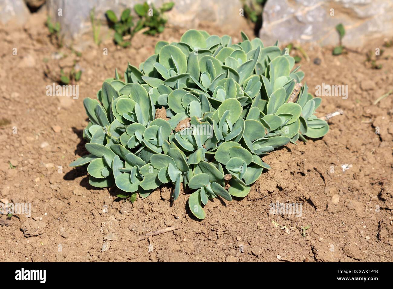Hausgemachte Sedum oder Stonecrop Hardy Sukkulent Boden bedeckt mehrjährige grüne Pflanze mit dicken saftigen Blättern und fleischigen Stielen, die in lokalen Städten gepflanzt werden Stockfoto