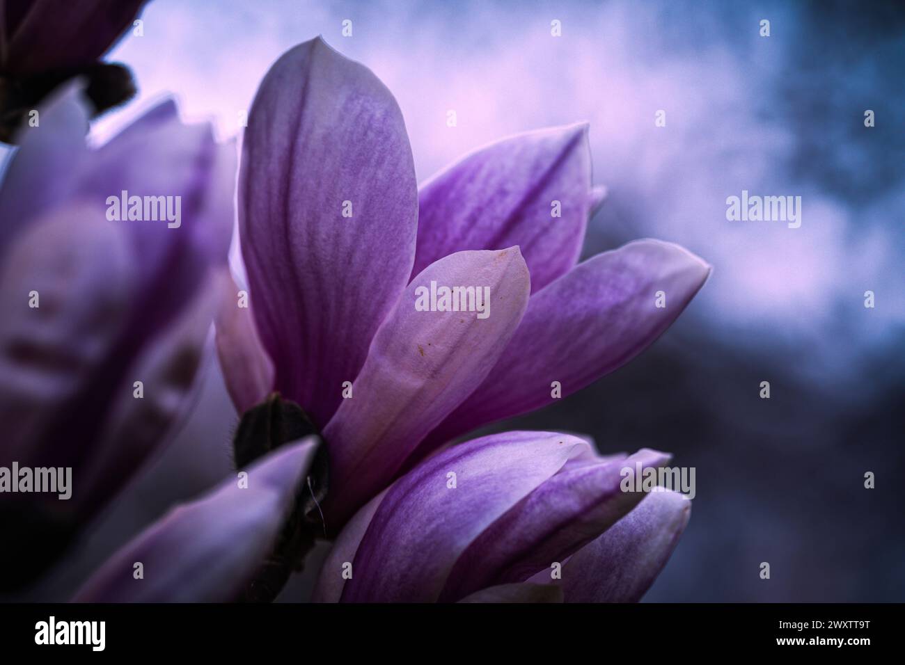 Wunderschön farbige Magnolie in voller Blüte im Frühling in Prag, Tschechien, Europa. Frühlingsstimmung voller schöner Blumen, Farben und Düfte. Stockfoto