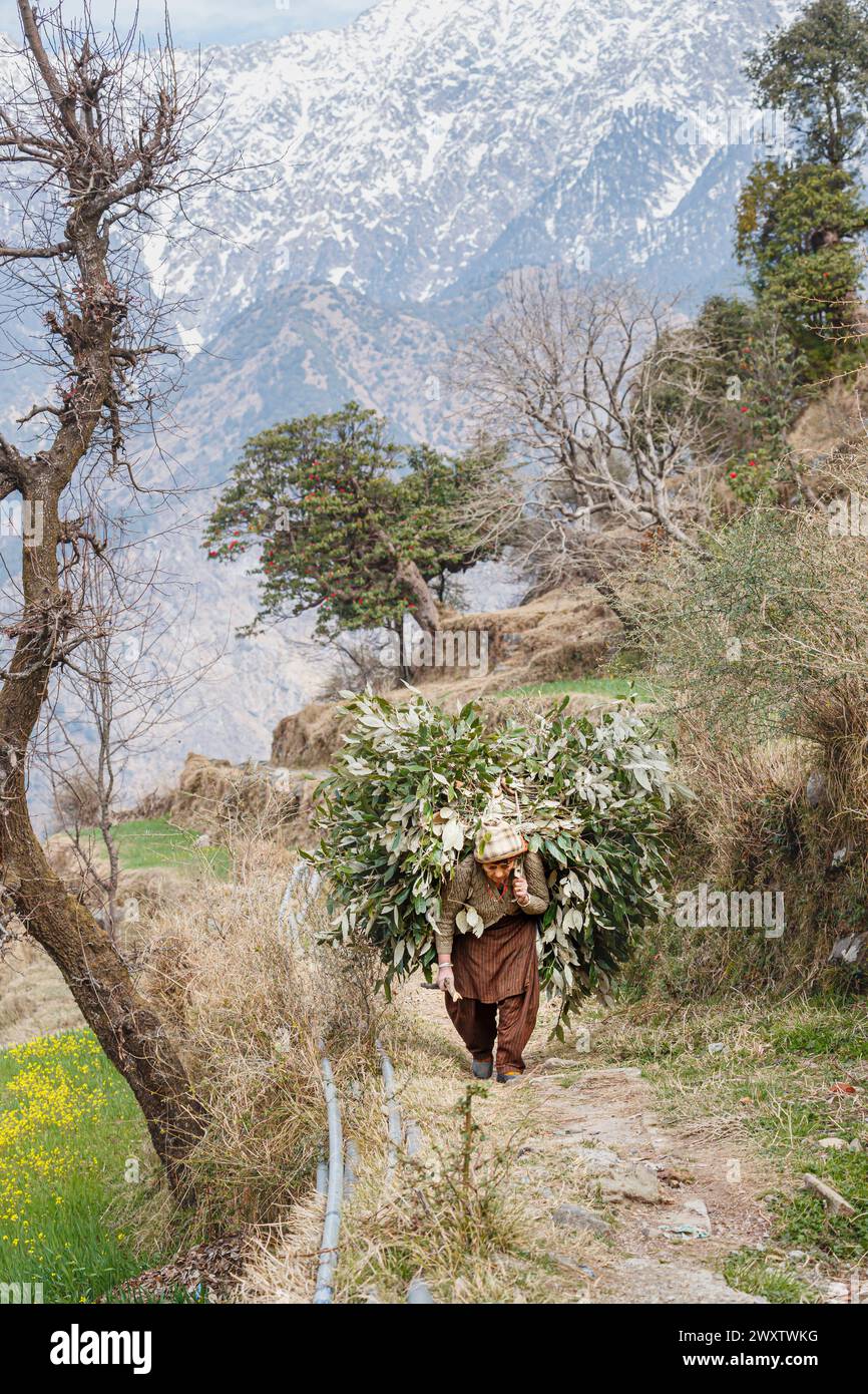 Ein örtlicher Dorfbewohner trägt eine große, schwere Last von abgeschnittenen Ästen und Blättern auf einem Bergweg im Dorf Naddi, das für seine Aussicht auf die Dhauladhar Range berühmt ist Stockfoto