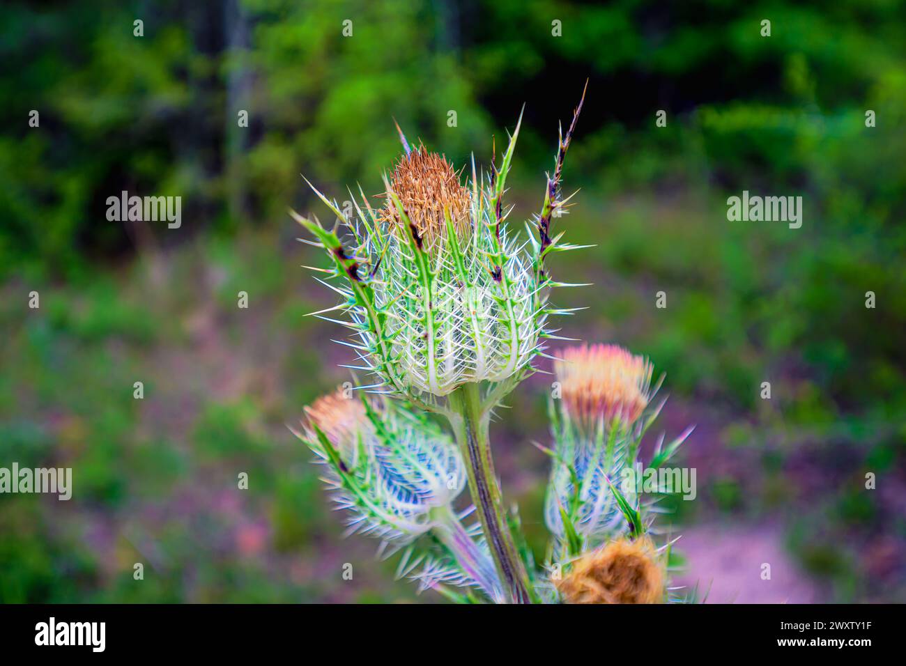 „Die Widerstandsfähigkeit der Natur: Eine einsame Distel steht hoch inmitten der weitläufigen Felder, ein Beweis für ihre Kraft und Schönheit angesichts der Elemente. Stockfoto