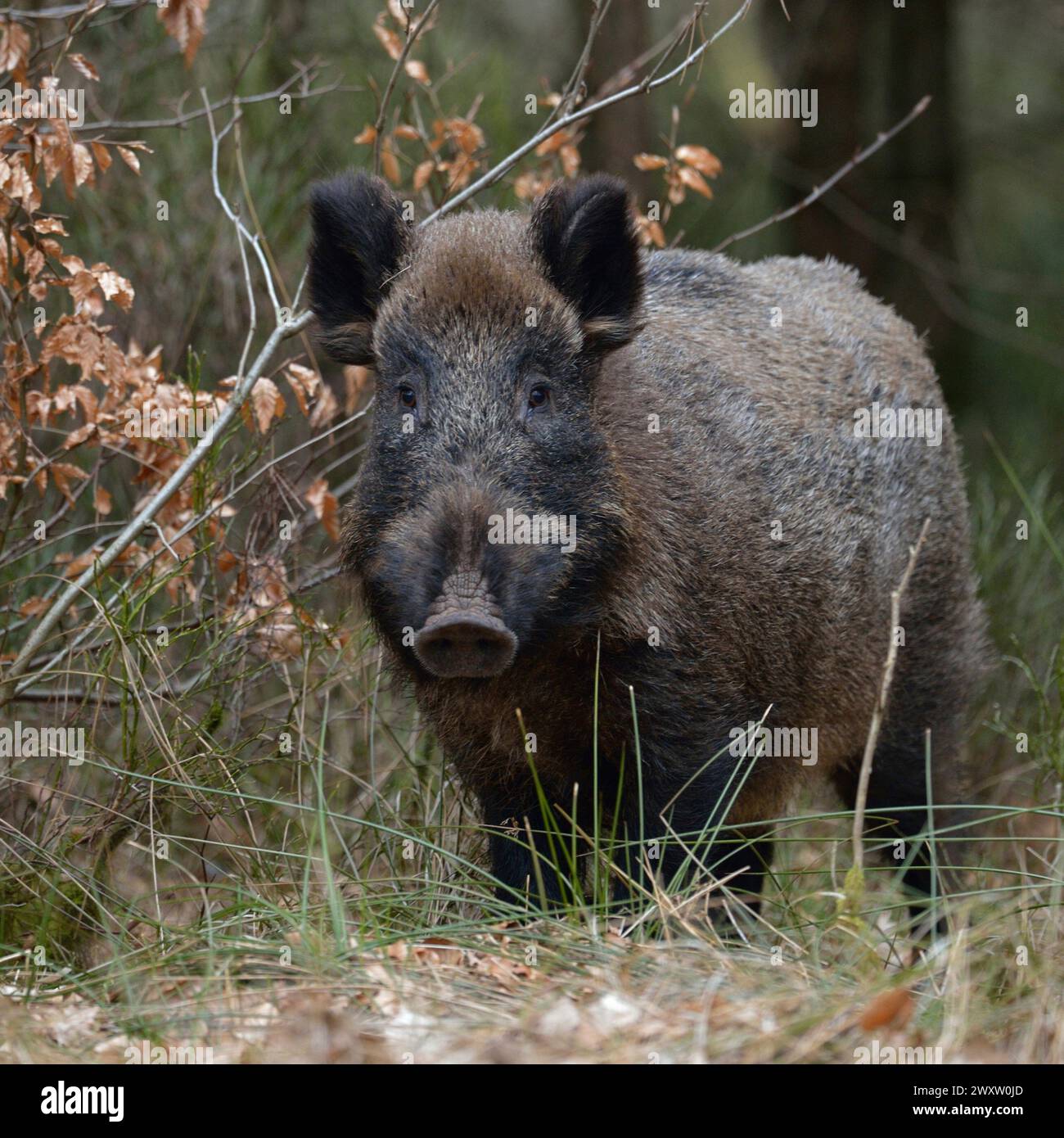 Überraschtes Wildschwein / Wildschwein / Wildschwein ( Sus scrofa ), Begegnung am Rande eines Waldes, beobachten, Tierwelt, Europa. Stockfoto
