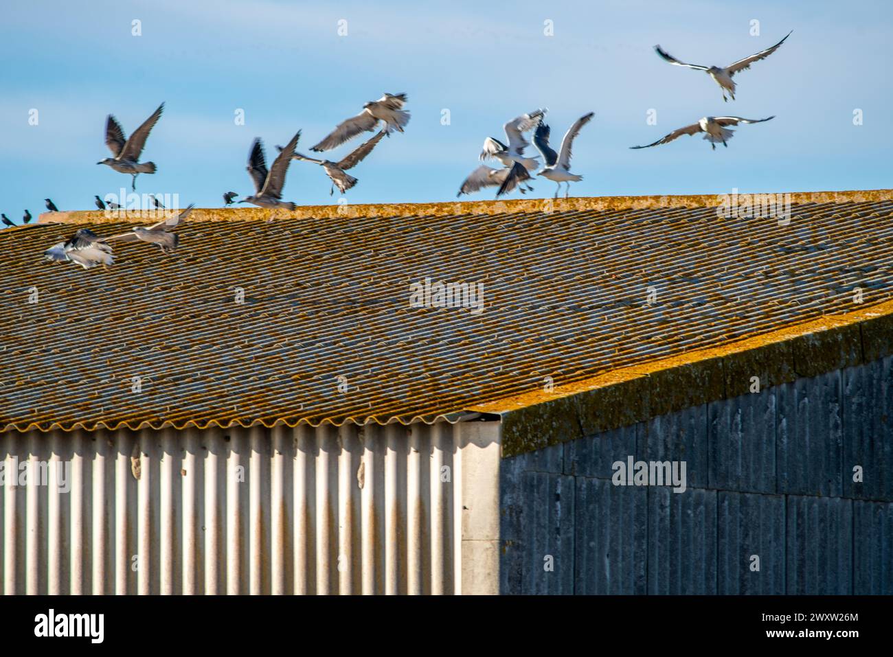 Eine Schar Möwen, die über einem ländlichen Schuppen auf Isla Mayor vor klarem Himmel schweben. Stockfoto