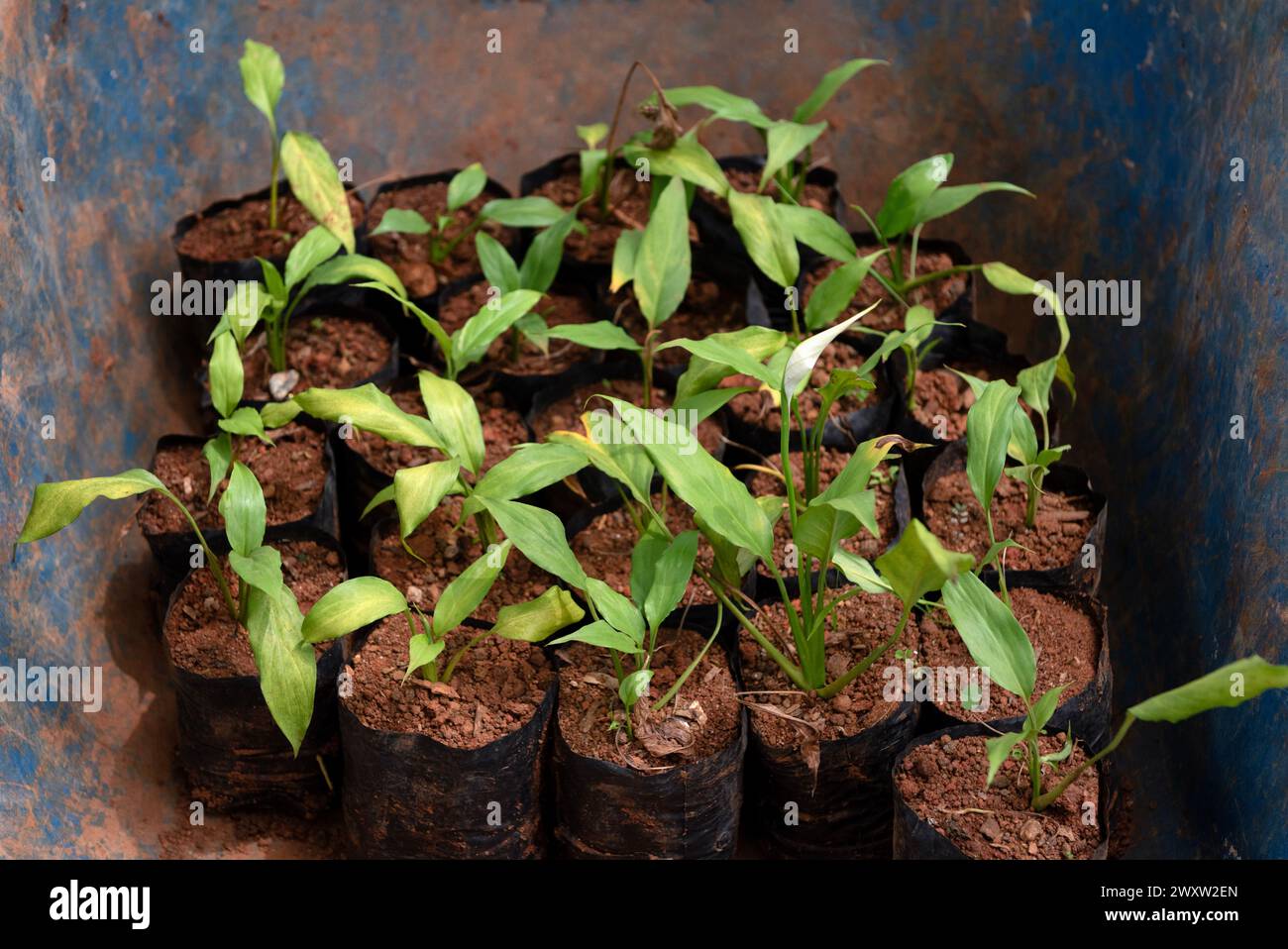 Pflanzen, die neu gepflanzt werden können Stockfoto