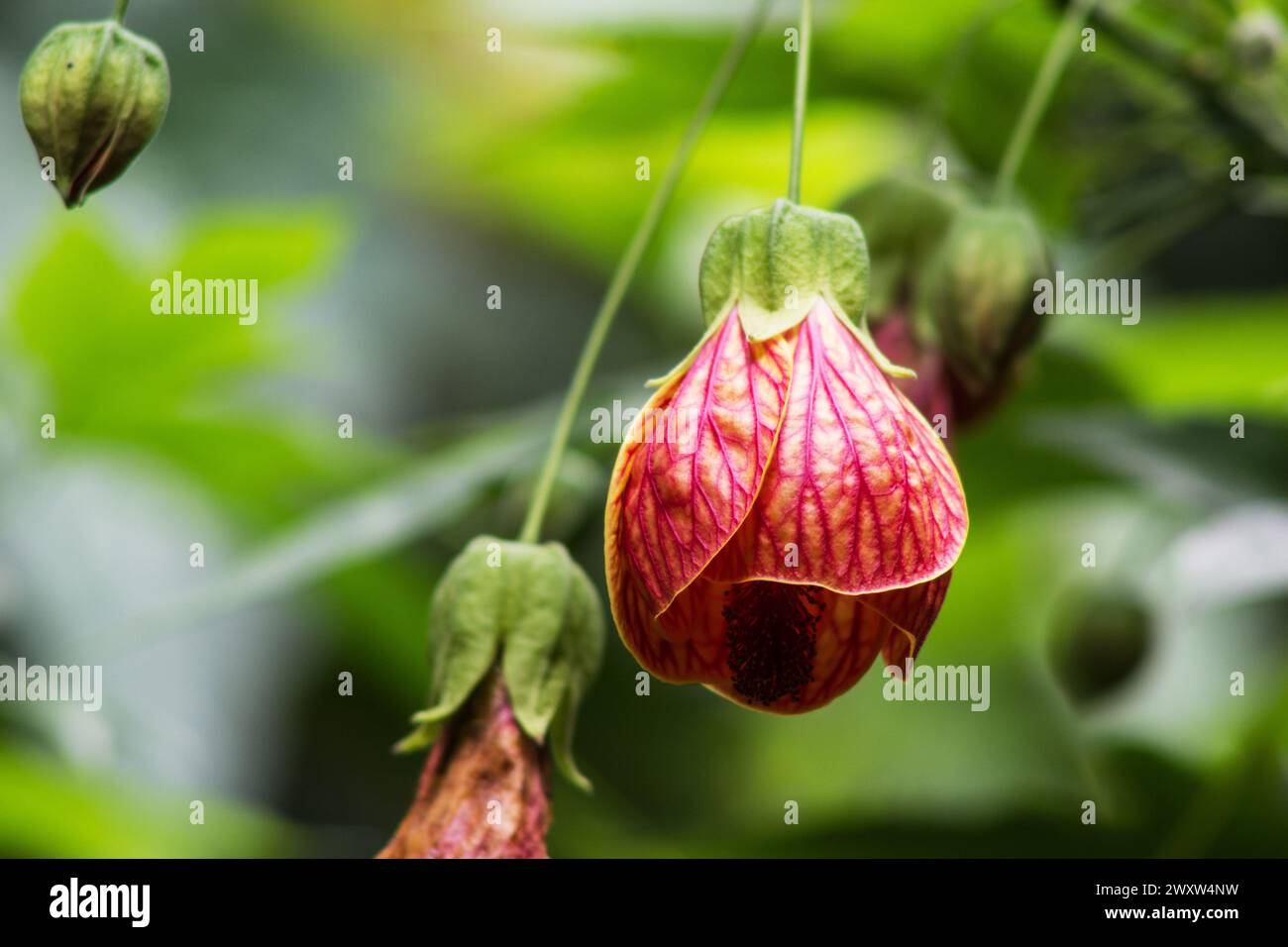 Abutilon Mega Pulse, weinende chinesische Laterne Blume auf natürlichem Hintergrund Stockfoto