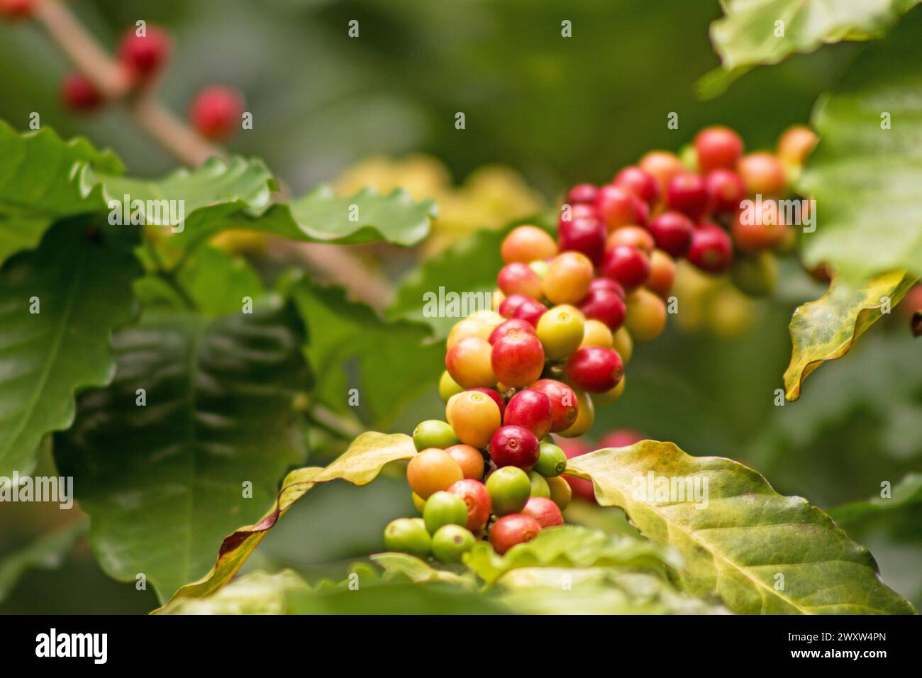 Coffea arabica, Arabische Kaffeepflanze, Baum mit Beeren Stockfoto