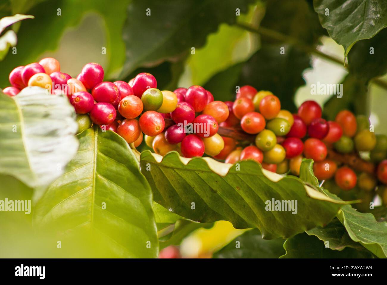 Coffea arabica, Arabische Kaffeepflanze, Baum mit Beeren Stockfoto