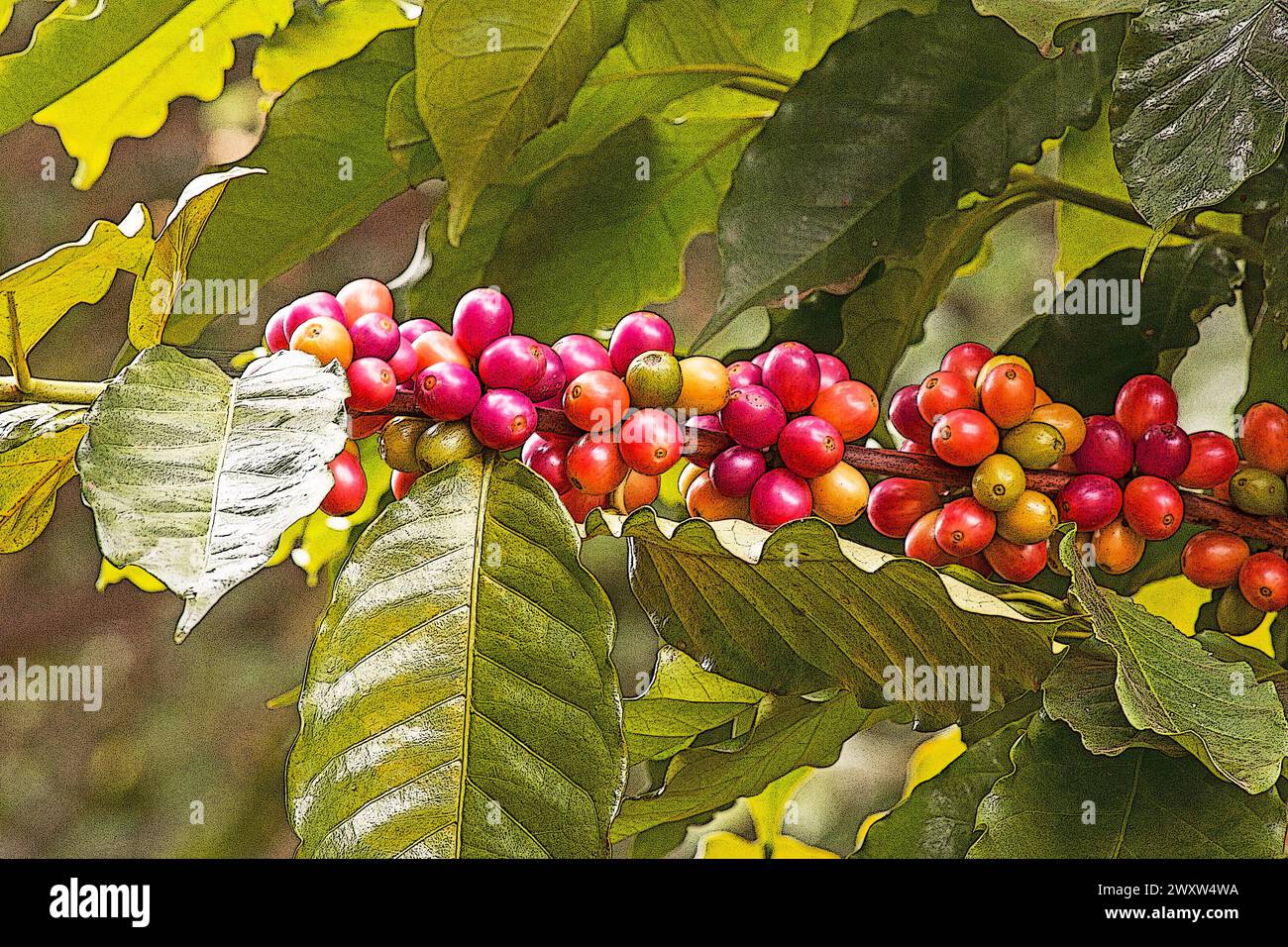 Coffea arabica, Arabische Kaffeepflanze, Baum mit Beeren Stockfoto