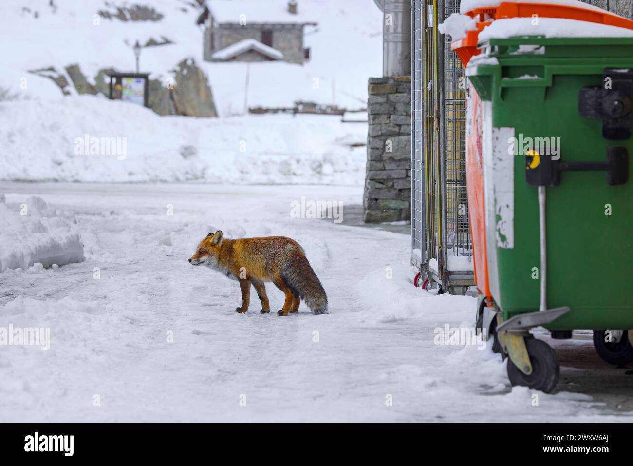 Städtischer Rotfuchs (Vulpes vulpes), der im Winter in den Alpen zwischen Müllcontainern und Häusern im abgelegenen Dorf im Schnee plündert Stockfoto
