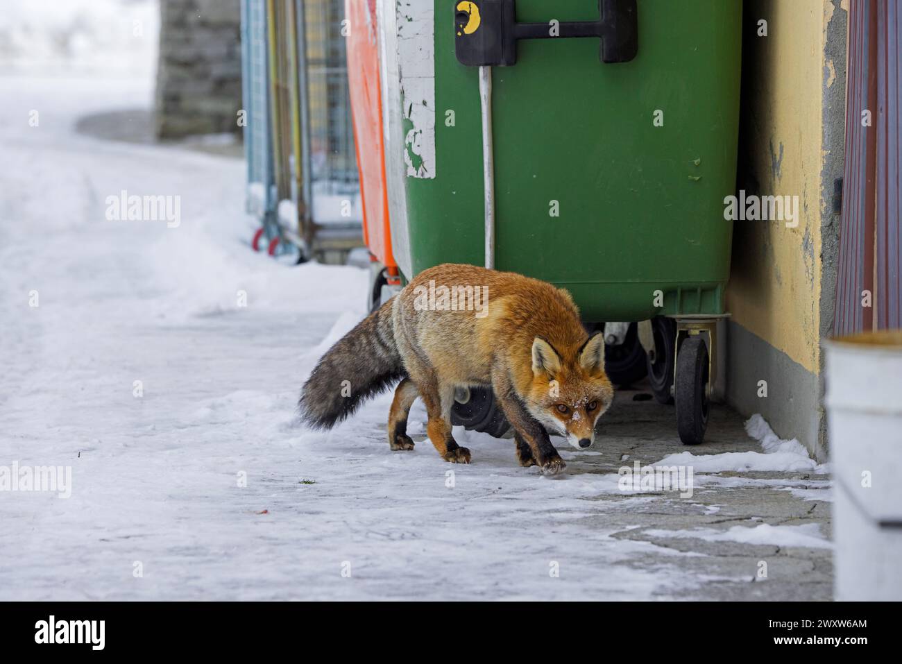 Städtischer Rotfuchs (Vulpes vulpes), der im Winter in den Alpen zwischen Müllcontainern und Häusern im abgelegenen Dorf im Schnee plündert Stockfoto