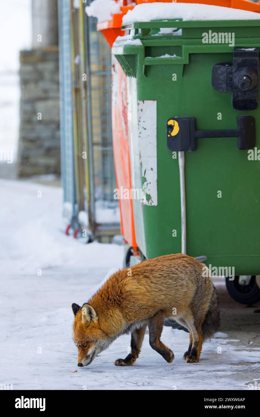 Städtischer Rotfuchs (Vulpes vulpes), der im Winter in den Alpen zwischen Müllcontainern und Häusern im abgelegenen Dorf im Schnee plündert Stockfoto