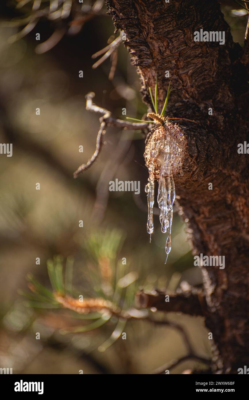 SAP tritt aus einem abgeschnittenen Kiefernzweig aus Stockfoto