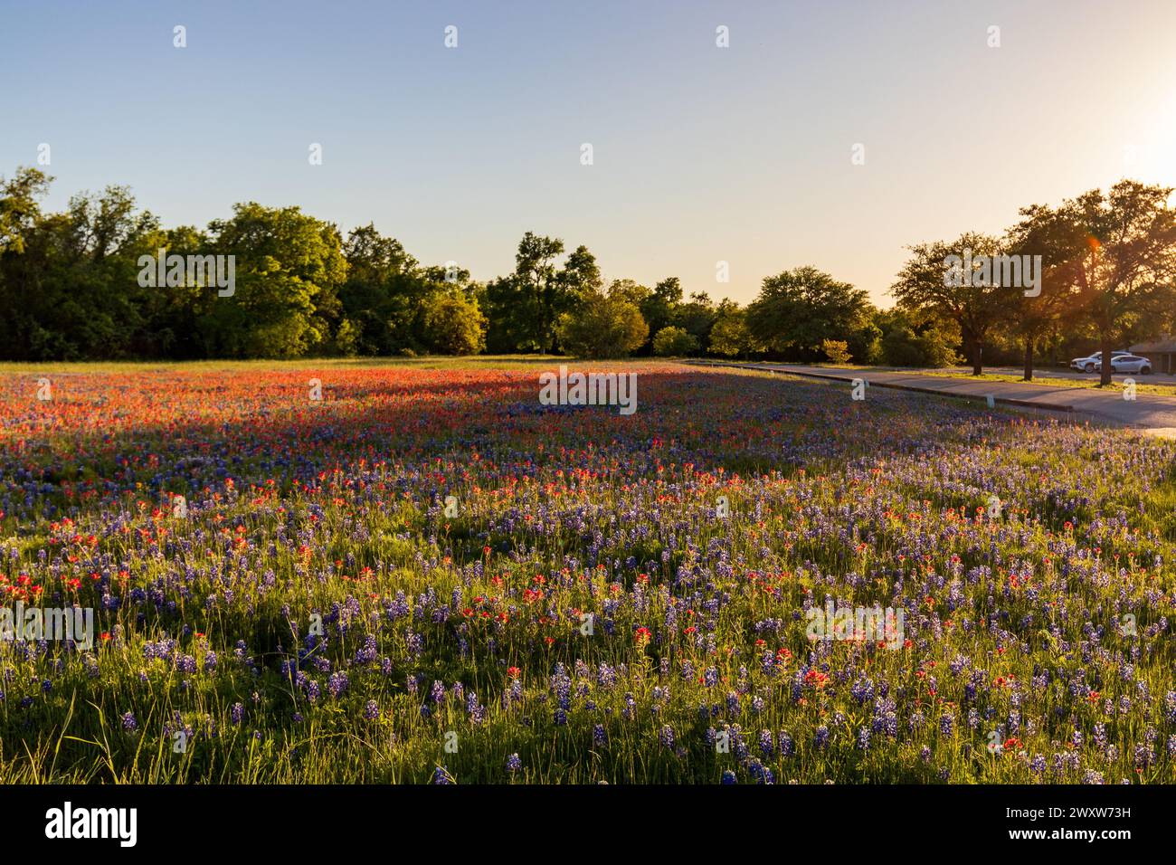 Ein lebhaftes Wildblumenfeld mit den berühmten Texas Bluebonnets und einer Mischung aus roten indischen Pinselblüten Stockfoto