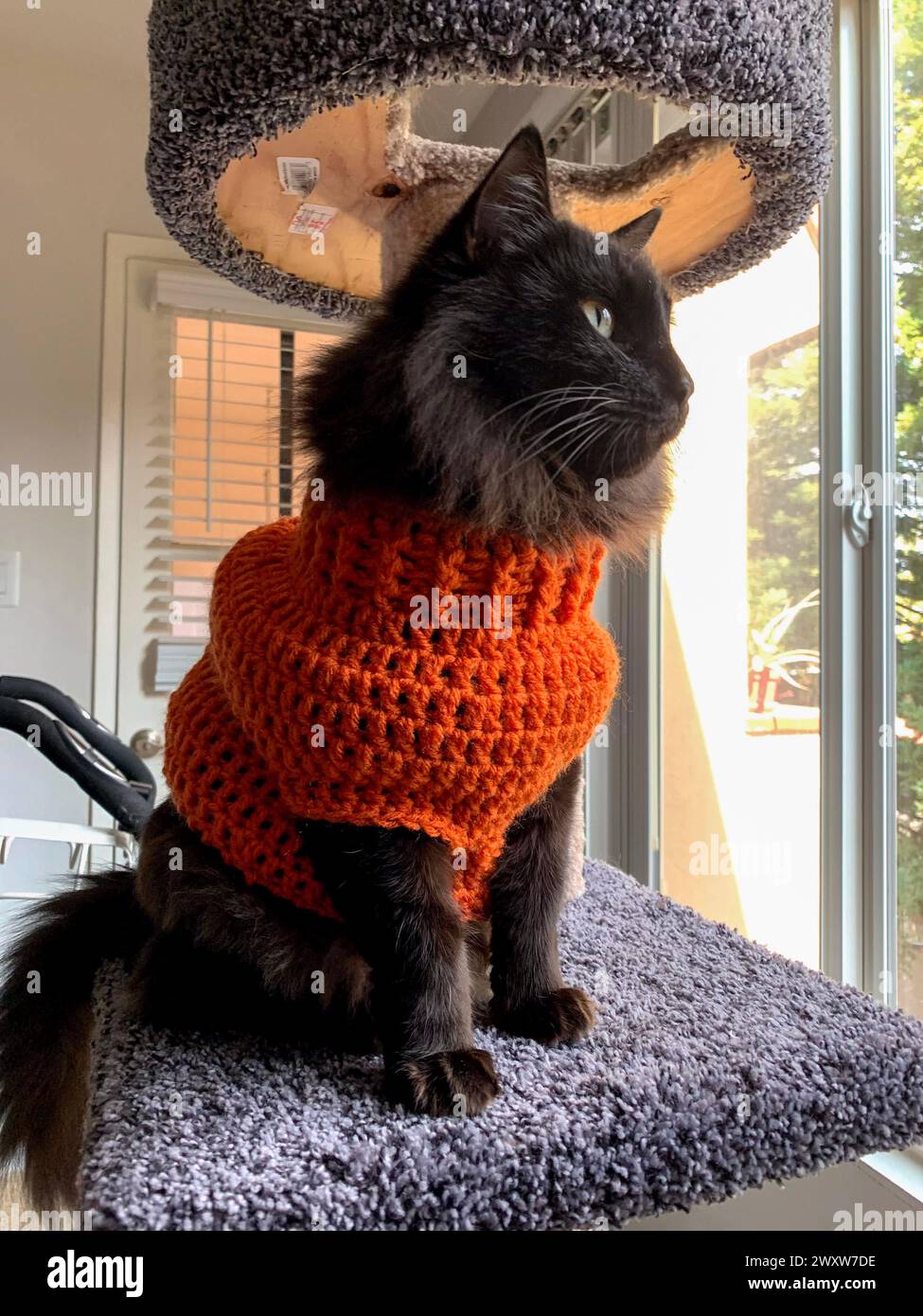 Eine Katze, die einen orangefarbenen Schal trägt und auf einer Holzfläche sitzt Stockfoto