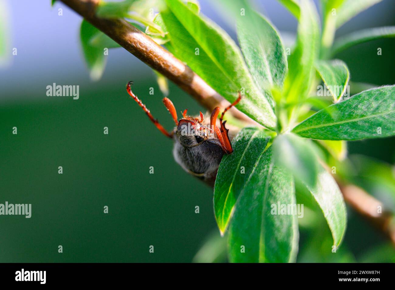 Makroaufnahme von einem gewöhnlichen Hakenbescheuer auf einem Baum Stockfoto