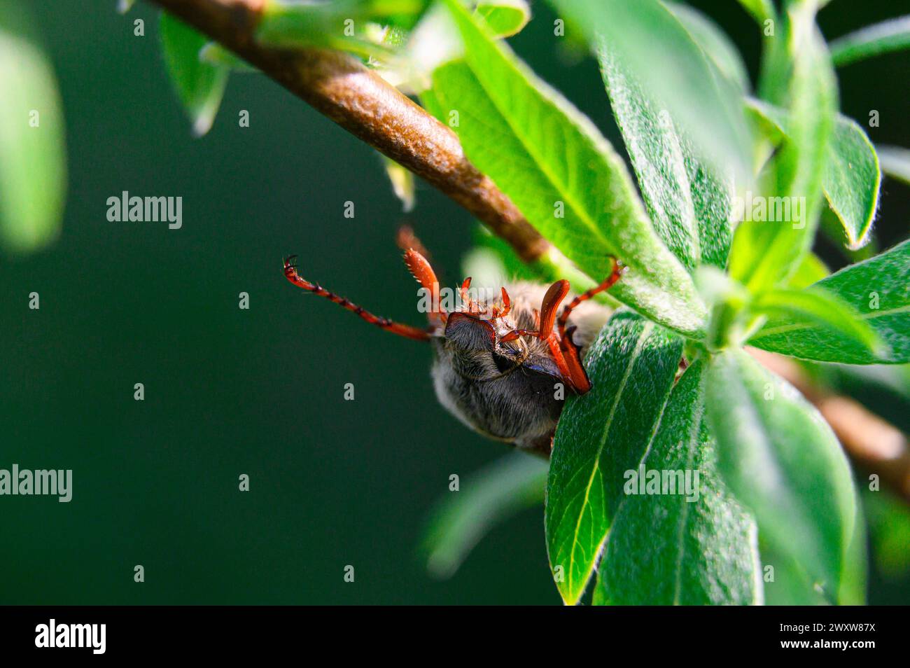 Makroaufnahme von einem gewöhnlichen Hakenbescheuer auf einem Baum Stockfoto