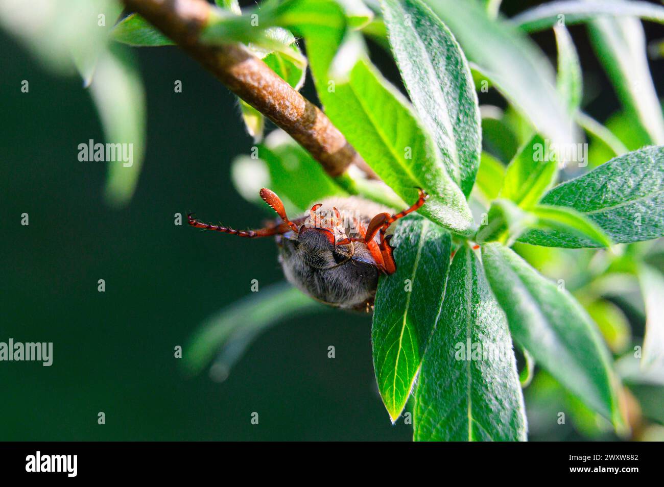 Makroaufnahme von einem gewöhnlichen Hakenbescheuer auf einem Baum Stockfoto