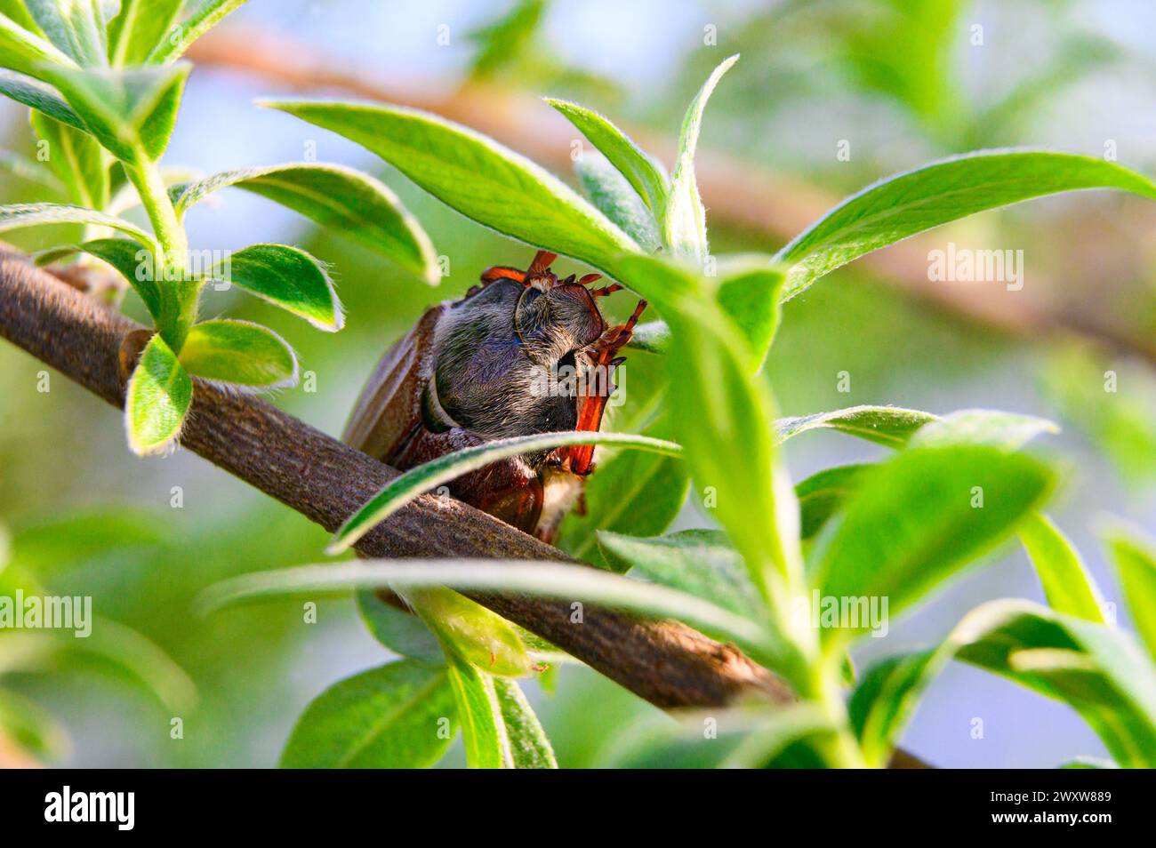 Makroaufnahme von einem gewöhnlichen Hakenbescheuer auf einem Baum Stockfoto