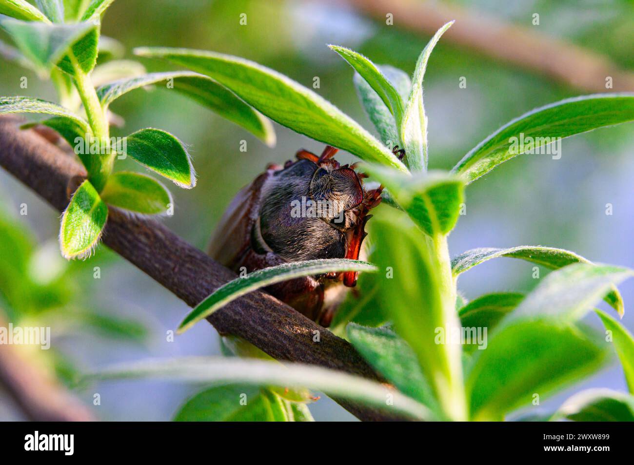 Makroaufnahme von einem gewöhnlichen Hakenbescheuer auf einem Baum Stockfoto