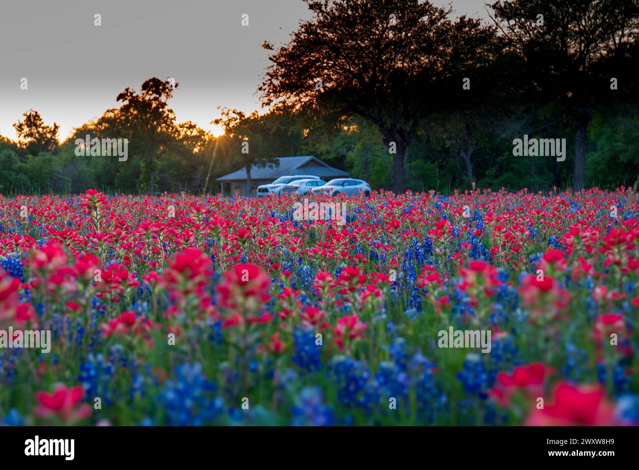 Ein lebhaftes Feld aus roten indischen Pinseln und Texas Bluebonnet Wildblumen erstreckt sich zu einem Haus, das teilweise von Bäumen verdeckt ist Stockfoto