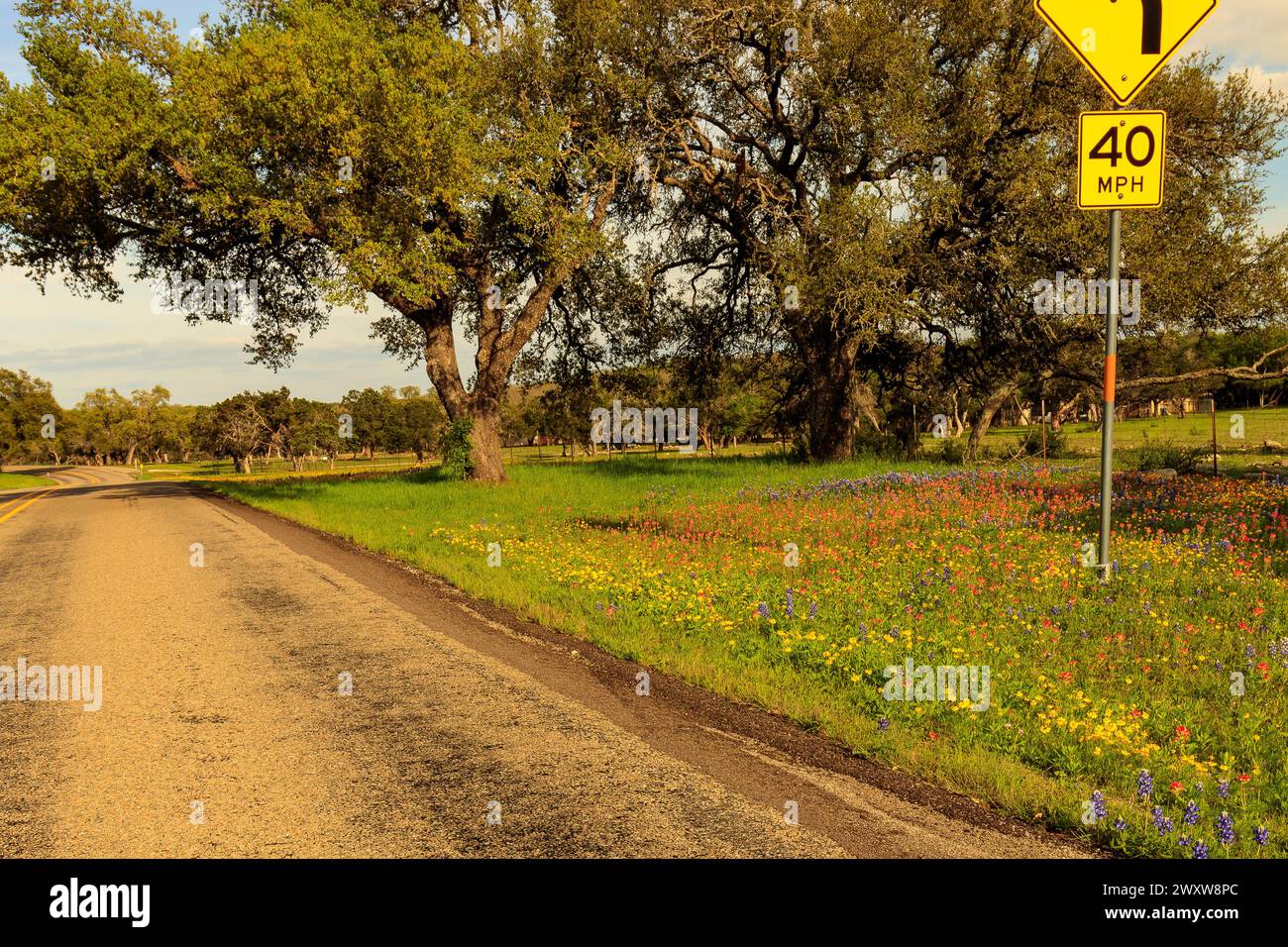 Texas Highways im Frühling, wunderschöne Wildblumen entlang einer Landstraße Stockfoto