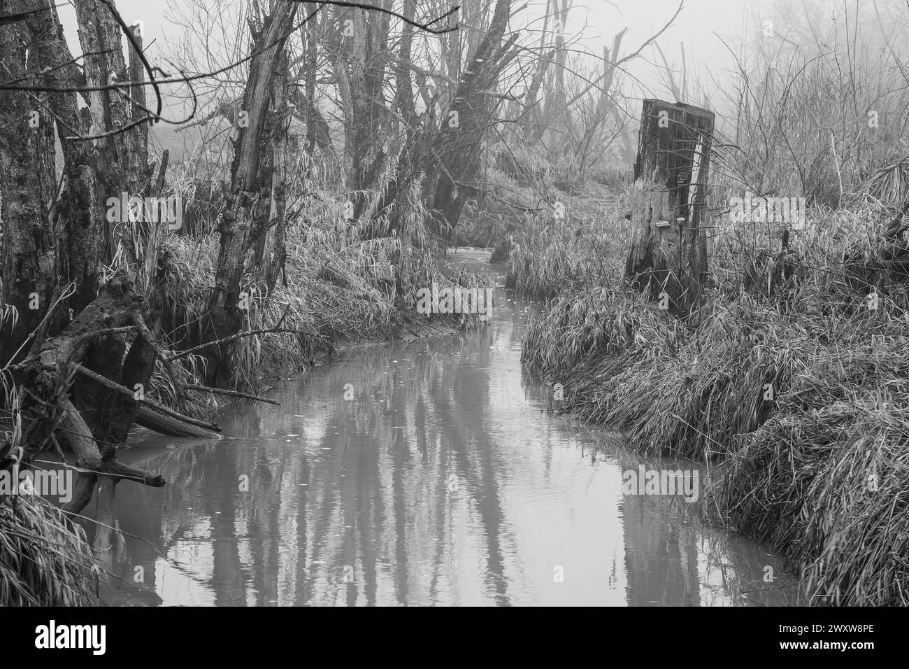 Das Schwarzweiß-Bild zeigt einen Bach mit toten Bäumen und Nebel, eine düstere Szene voller Einsamkeit und Verfall. Stockfoto