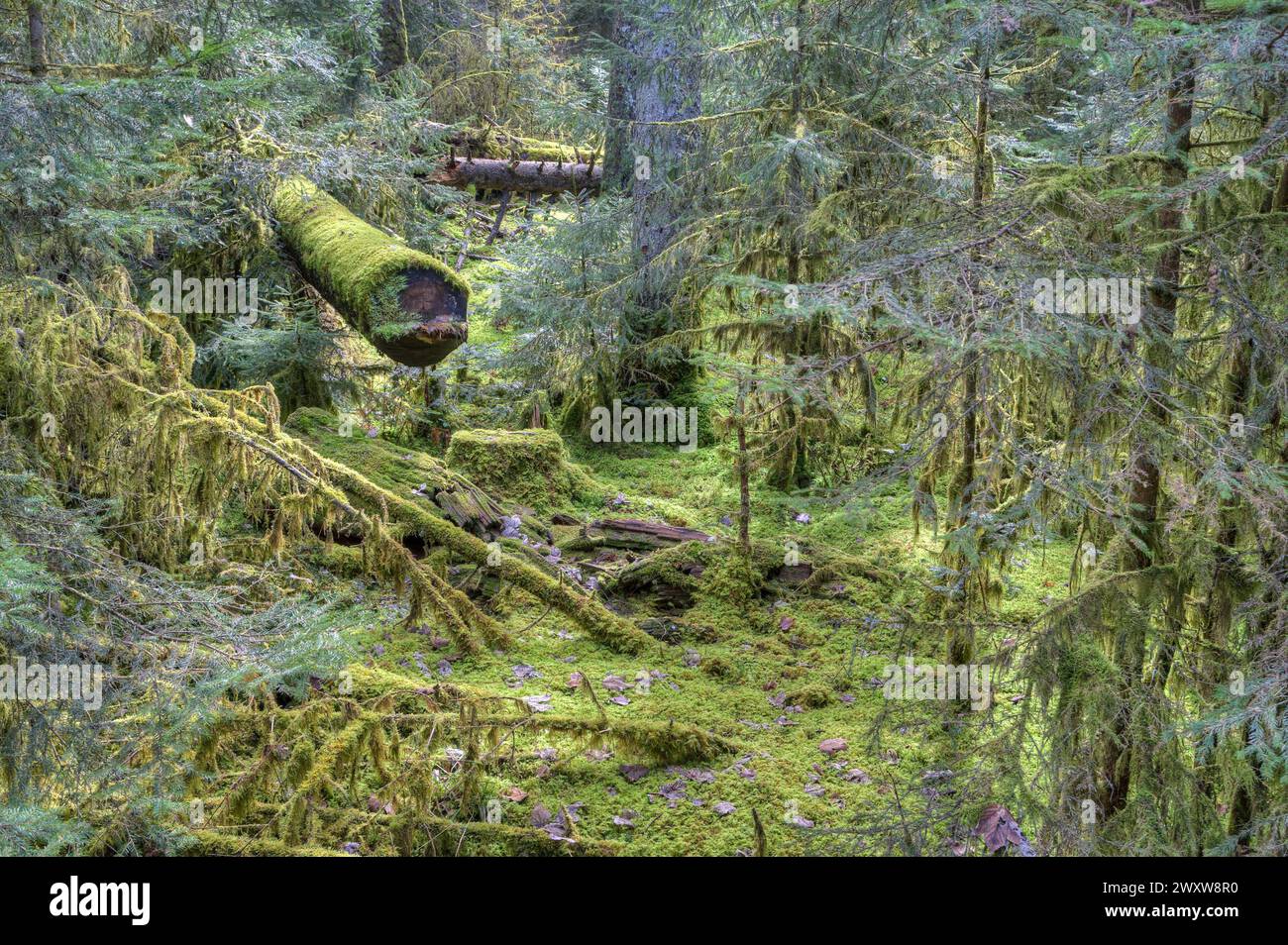 Ein bewachsener Tannenwald gedeiht, geschützt, in einen Urwald von morgen. Grüne Nadeln und moosiger Boden versprechen eine Zukunft voller Leben und Harmonie Stockfoto