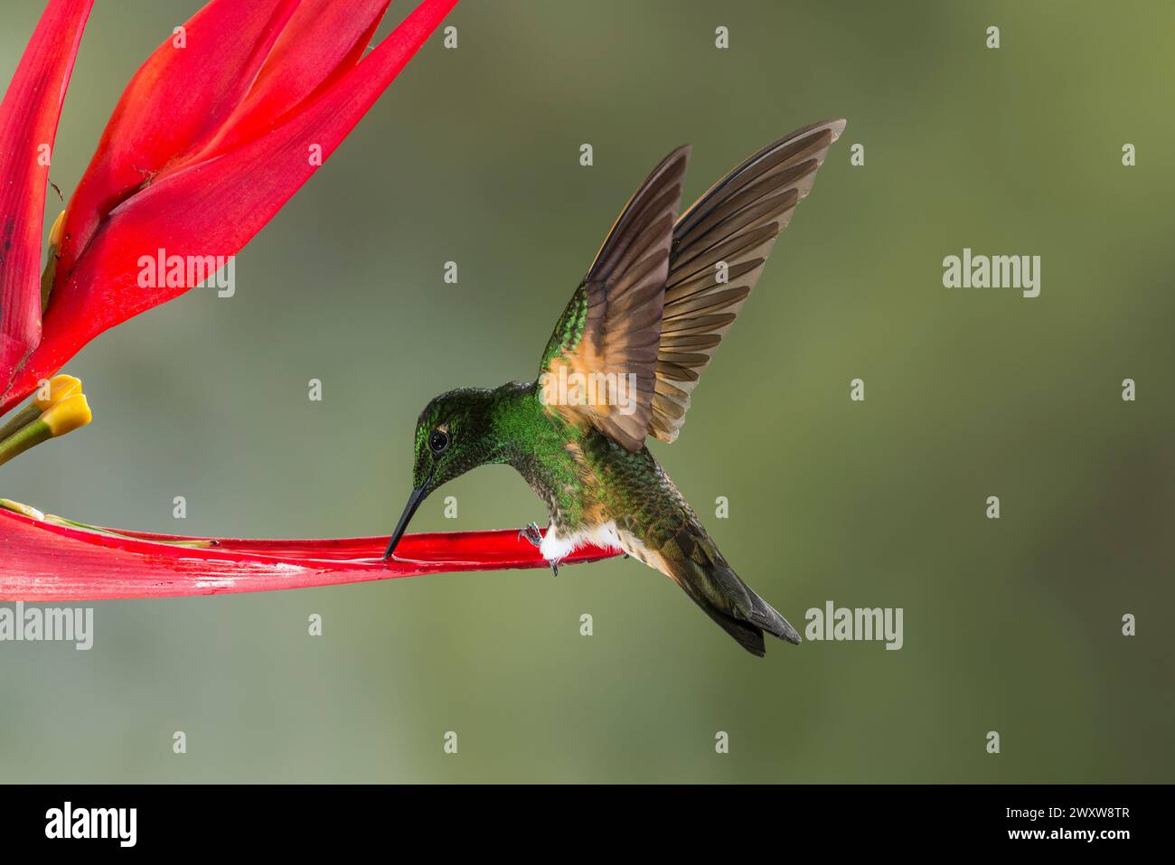 Boissonneaua flavescens, das während des Fluges an einer Blume füttert, Bellavista Reserve, Tandayapa Region, Ecuador, Südamerika Stockfoto