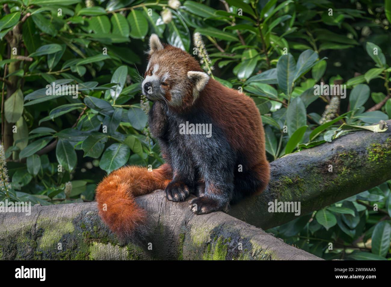 Roter Panda (Ailurus fulgens) in Chester Zoo, Chester, Cheshire, England, Großbritannien Stockfoto