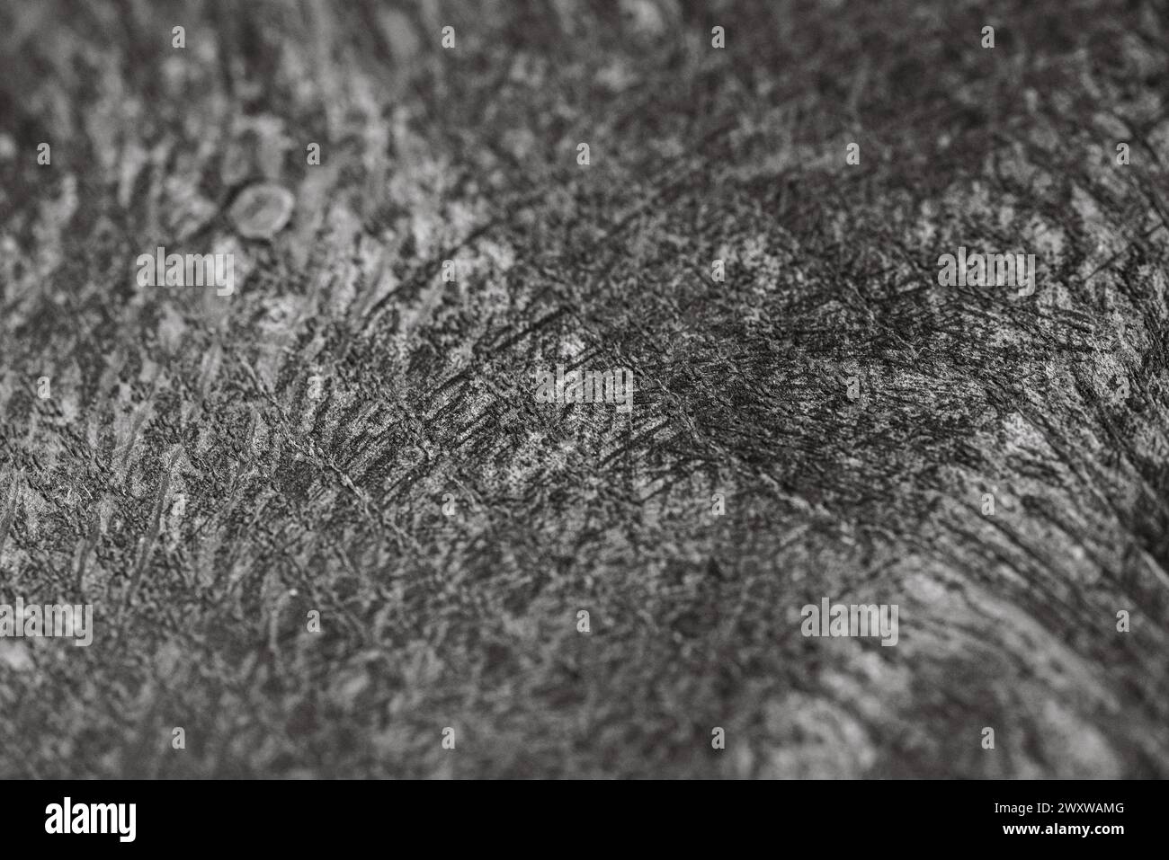 Eine Großaufnahme eines Stückes fossiles Holz. Stockfoto