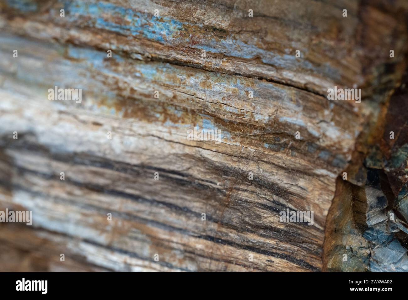 Eine Großaufnahme eines Stückes fossiles Holz. Stockfoto