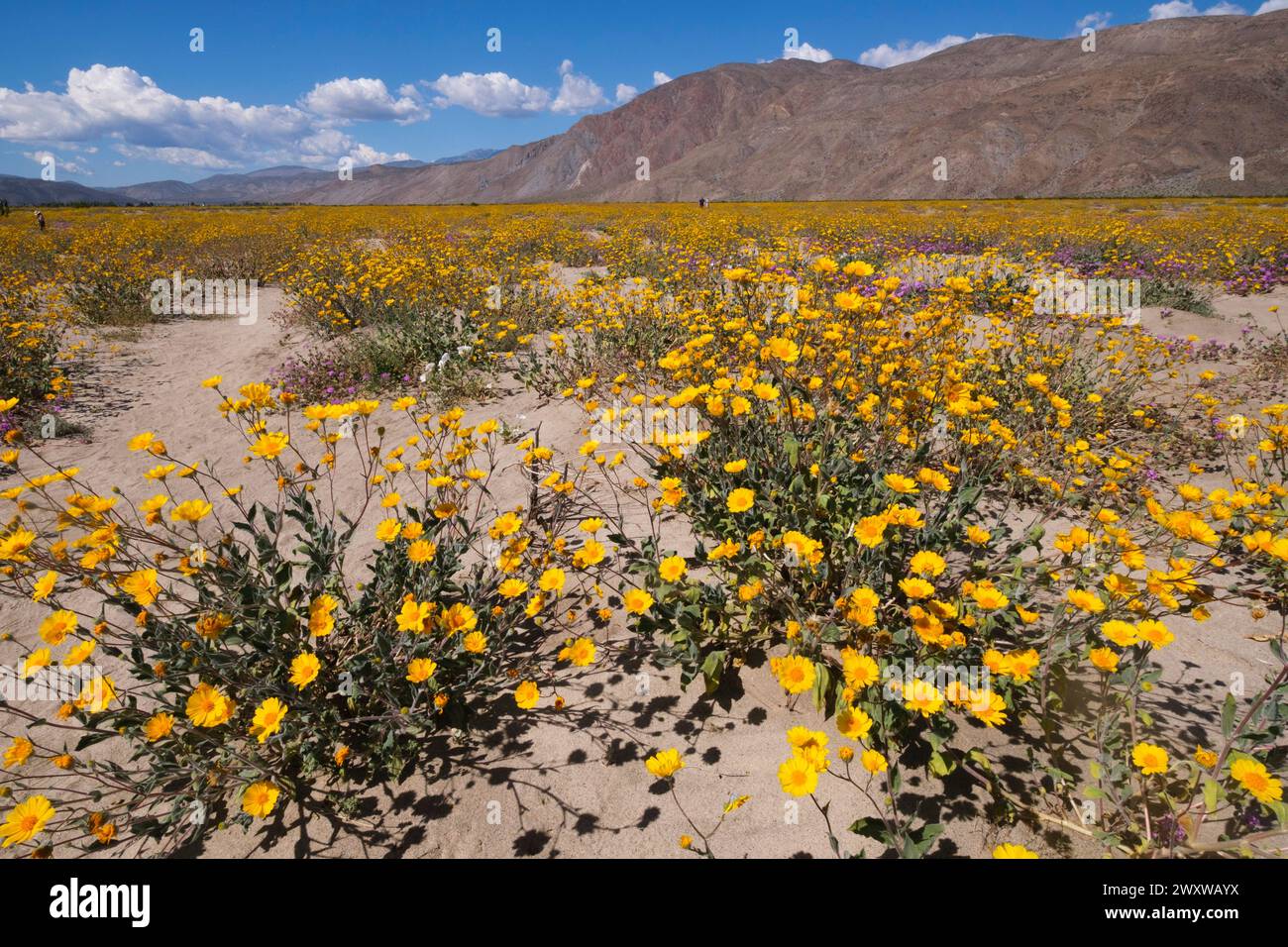 Wildblumen, Anza Borrego State Park, Kalifornien, Vereinigte Staaten von Amerika Stockfoto