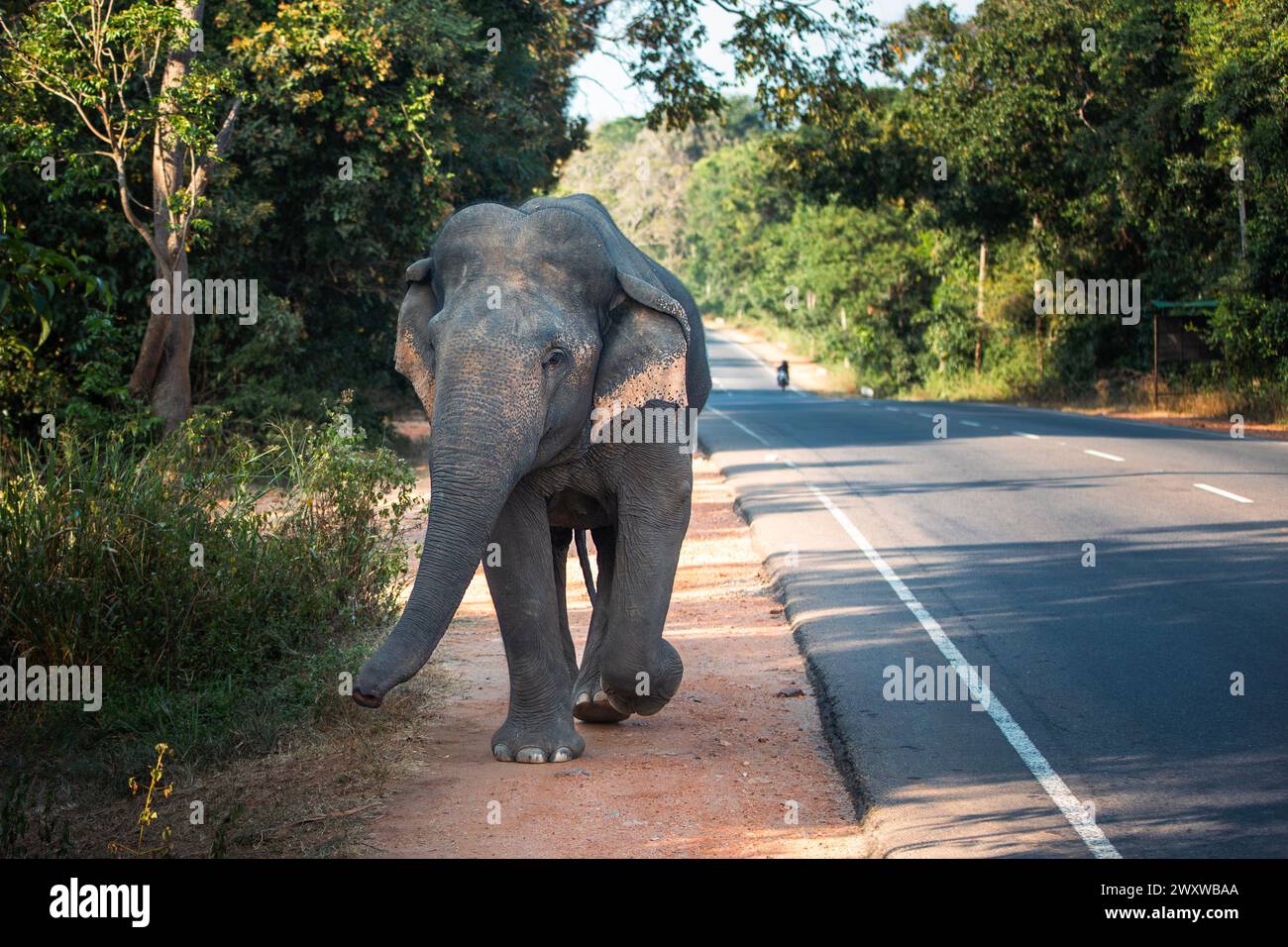 Vorderansicht des wilden Elefanten, der entlang der Hauptstraße spaziert. Habarana in Sri Lanka. Stockfoto