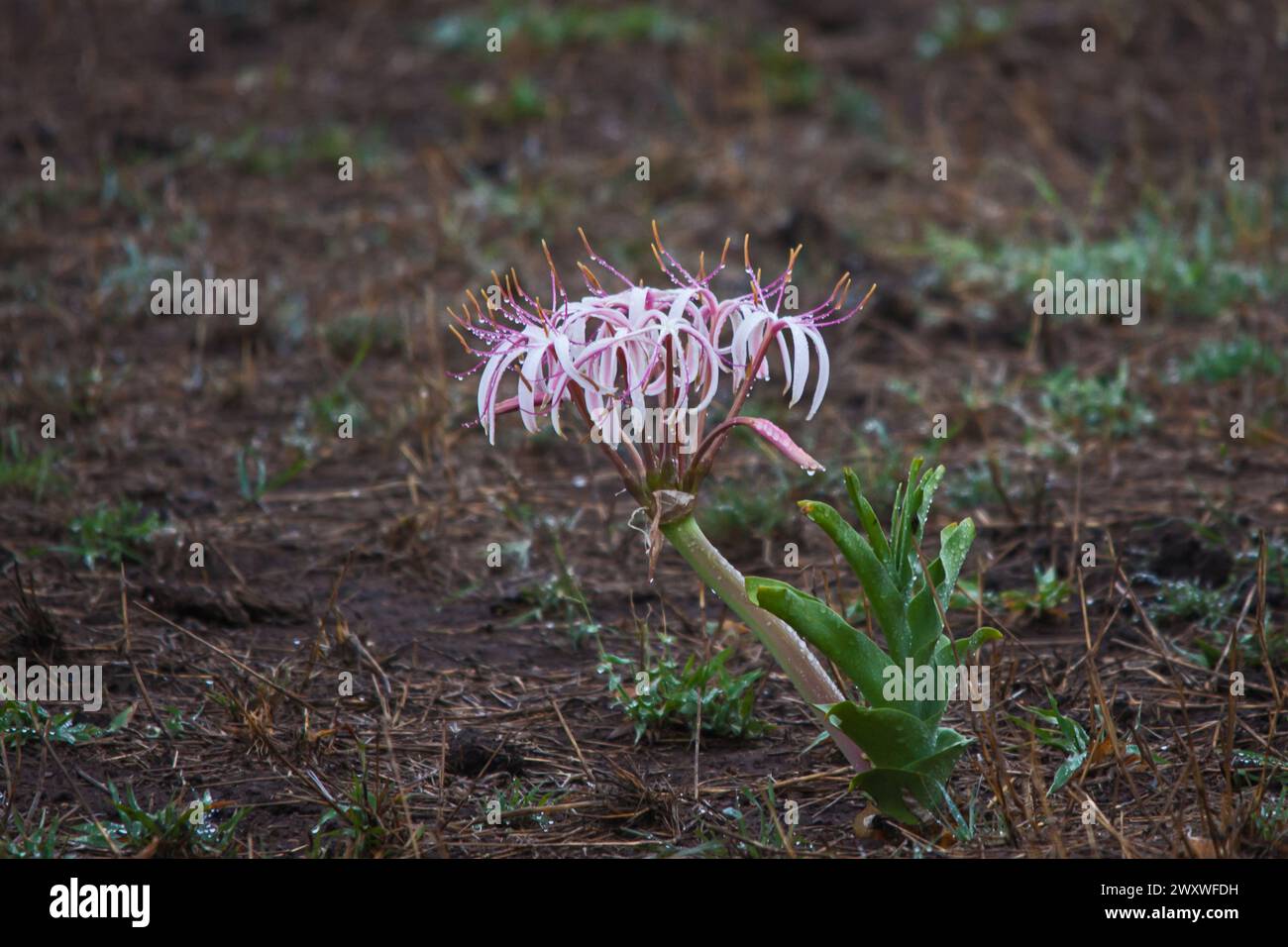 Sand Lily Crinum buphanoides 15120 Stockfoto