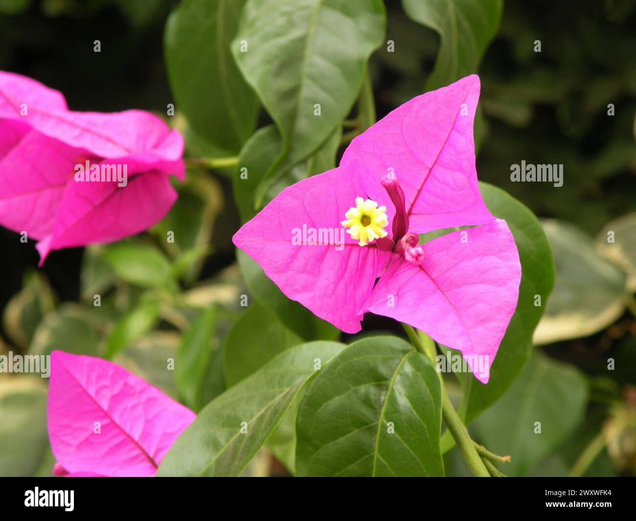 Detail von Bougainvillea Pink Flower Stockfoto