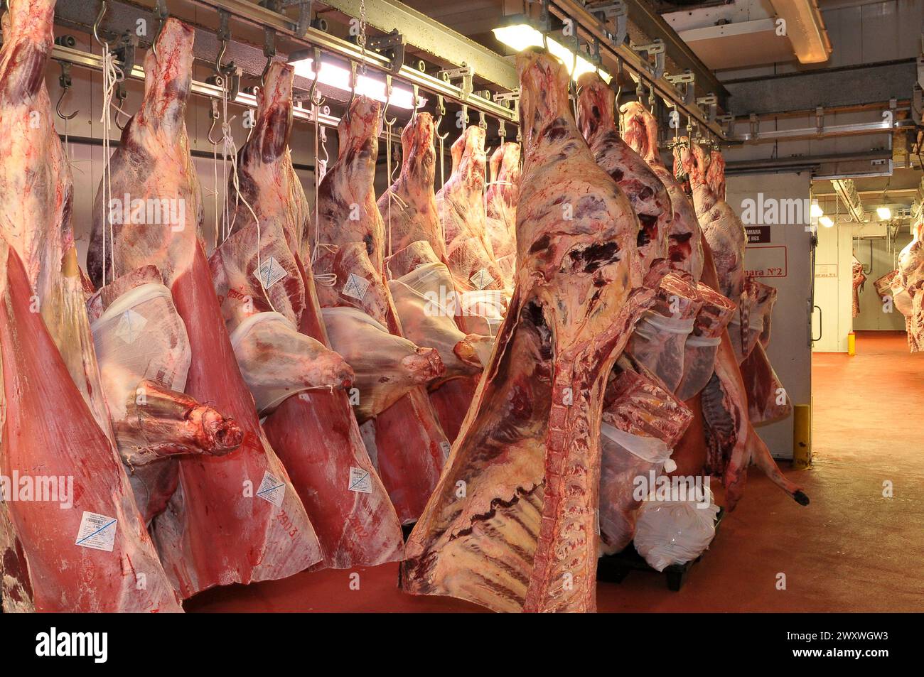 Fleischstücke hängen in einem Kühllager Stockfoto