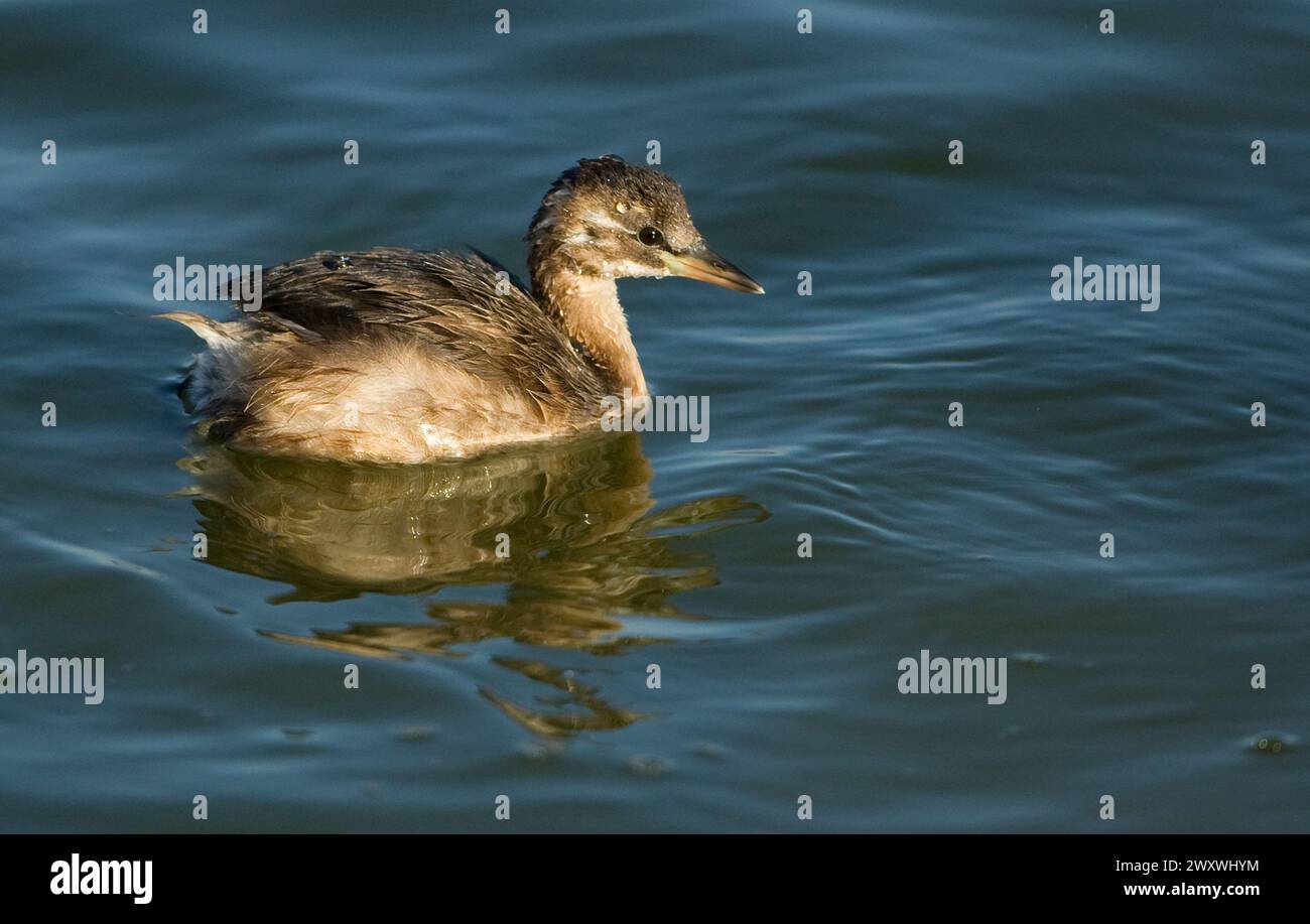 Zwergtaucher (Tachybaptus ruficollis), auch bekannt als dabchick Stockfoto