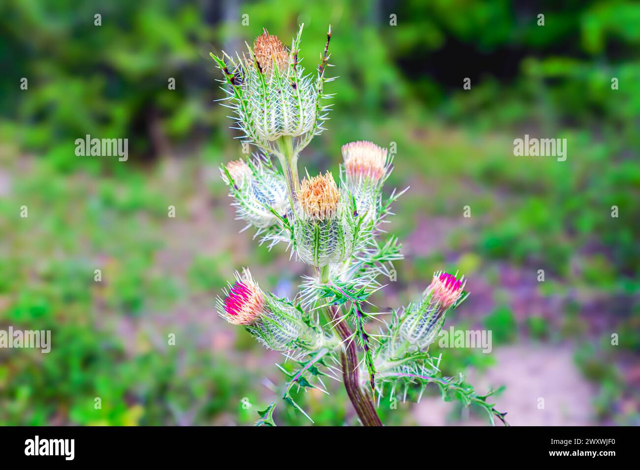 „Die Widerstandsfähigkeit der Natur: Eine einsame Distel steht hoch inmitten der weitläufigen Felder, ein Beweis für ihre Kraft und Schönheit angesichts der Elemente. Stockfoto