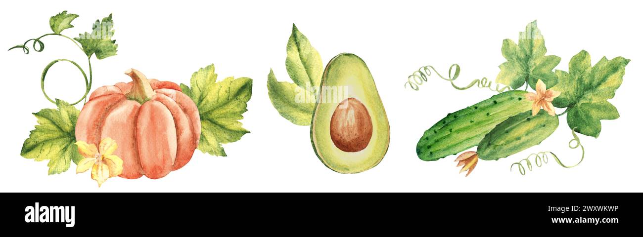 Set mit Gemüsezusammensetzungen. Kürbis, Avocado und Gurke. Aquarell handgezeichnete Illustration im Vintage-Stil isoliert auf weißem Hintergrund. Stockfoto