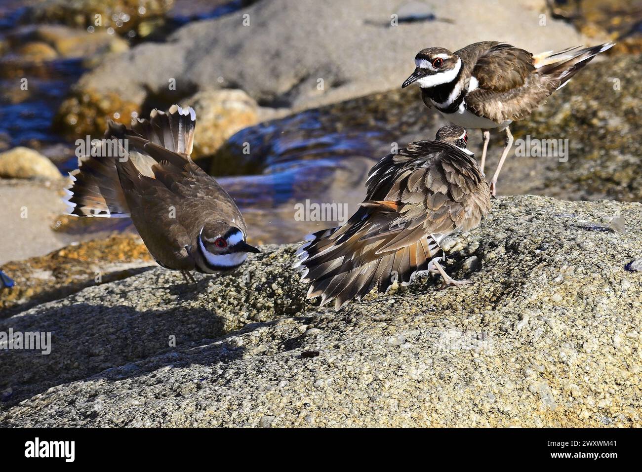 Pacific Grove, Kalifornien, USA. April 2024. Killdeer (Charadrius vociferus) Two's Company, Three's a Crowd (Foto: © Rory Merry/ZUMA Press Wire) NUR REDAKTIONELLE VERWENDUNG! Nicht für kommerzielle ZWECKE! Stockfoto