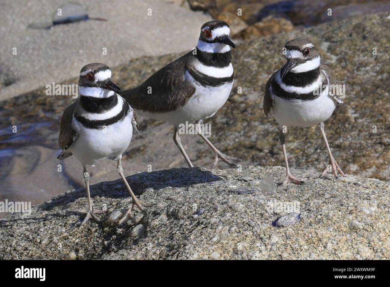 Pacific Grove, Kalifornien, USA. April 2024. Killdeer (Charadrius vociferus) Two's Company, Three's a Crowd (Foto: © Rory Merry/ZUMA Press Wire) NUR REDAKTIONELLE VERWENDUNG! Nicht für kommerzielle ZWECKE! Stockfoto