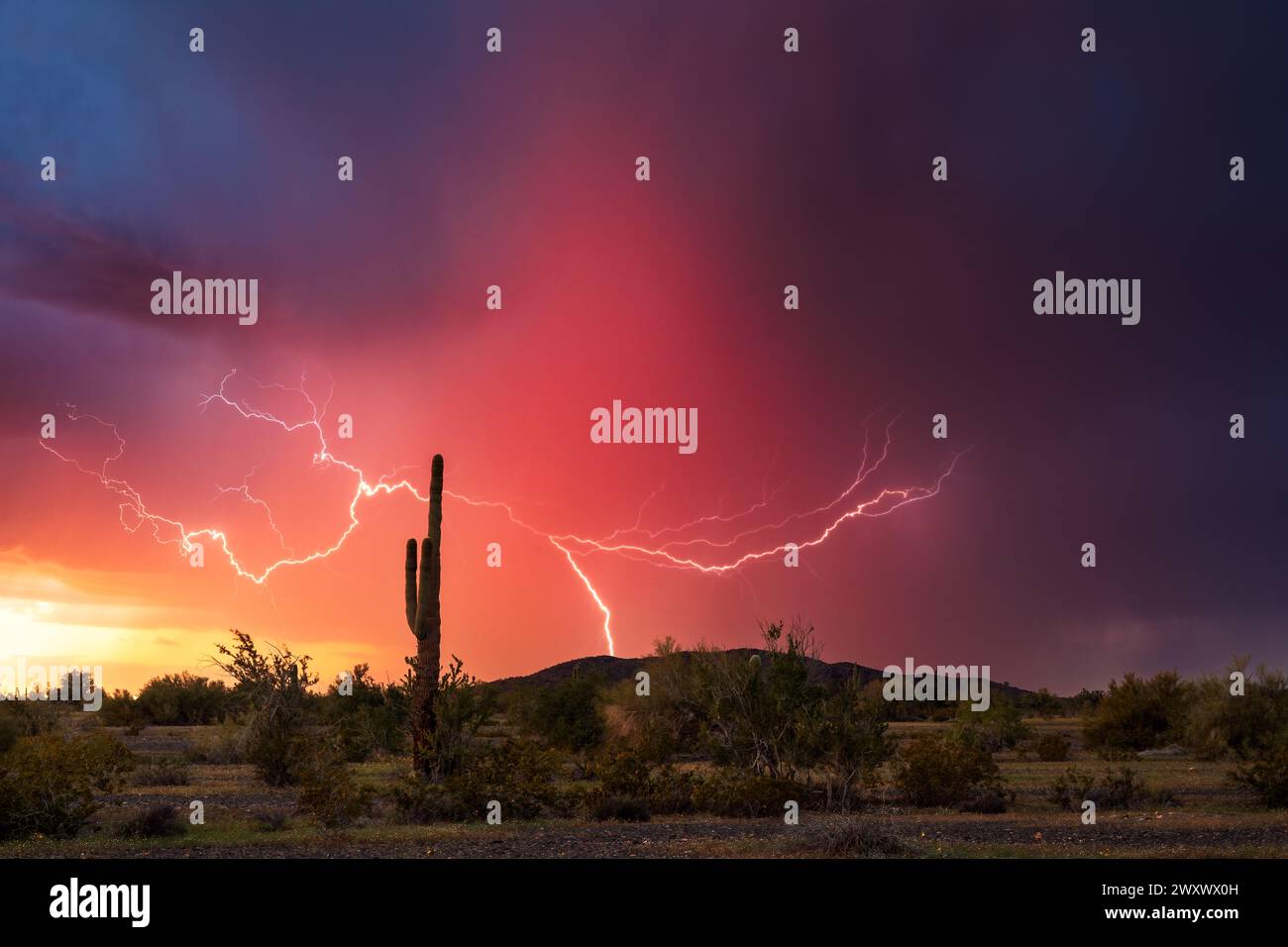 Sonnenuntergangslandschaft in der Wüste von Arizona mit Blitzen und Saguaro-Kakteen. Stockfoto