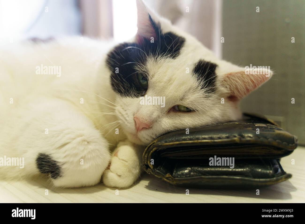 Eine schwarz-weiße Katze, die bequem auf einer Handtasche liegt und ihr elegantes Fell und ihre entspannte Haltung zeigt. Stockfoto