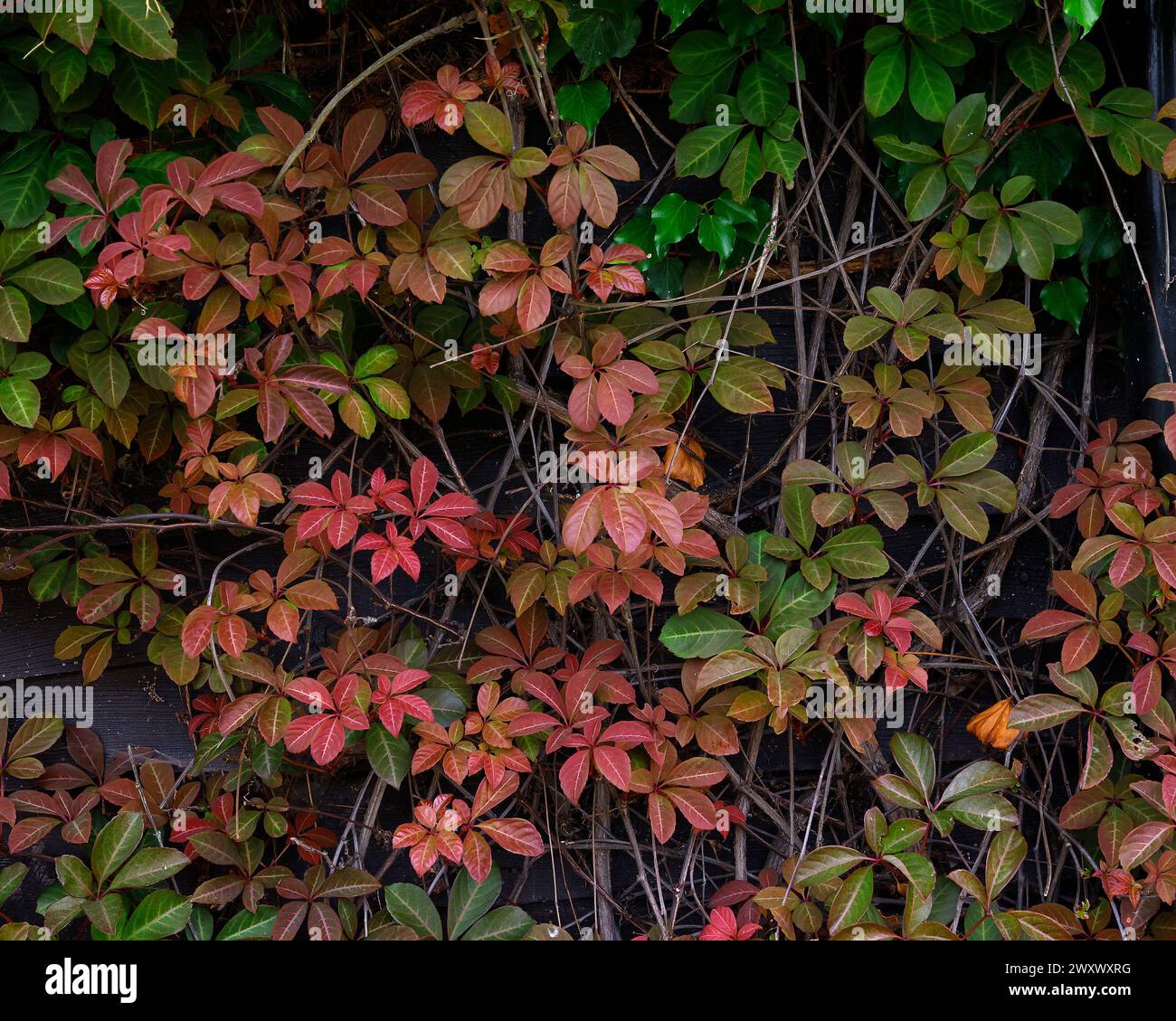 Nahaufnahme der bronzegrünen Blätter der Gartenkletterpflanze parthenocissus henryana. Stockfoto