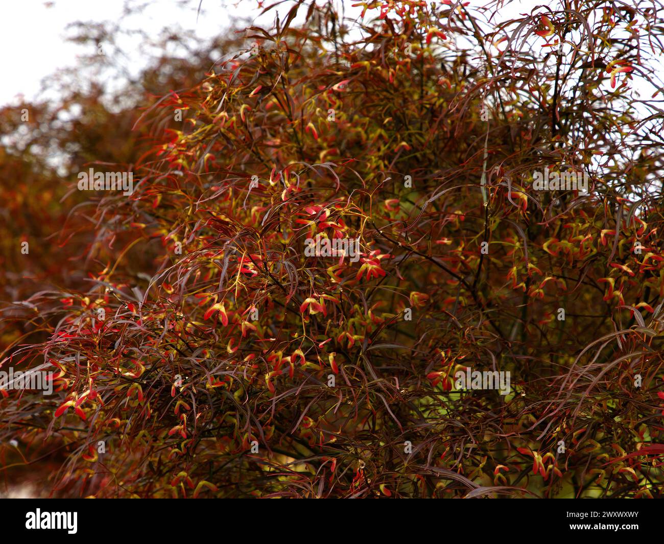 Rote und gelbe Samen der japanischen Gartenahorn acer palmatum Red Pygmy. Stockfoto