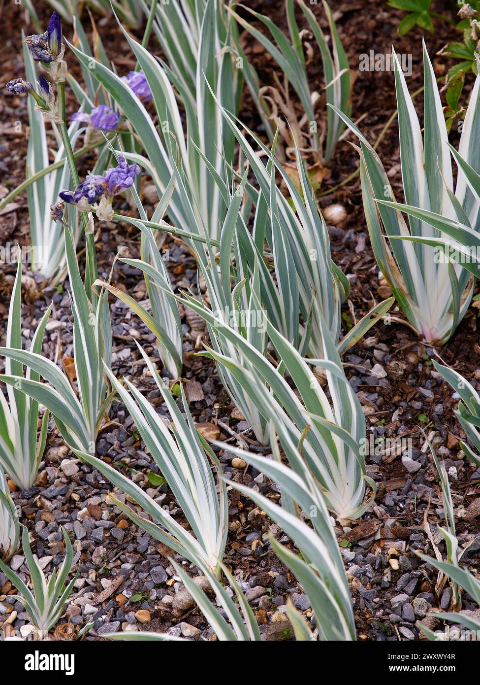 Nahaufnahme des weißgrünen, vielfarbigen Laubs der Gartenpflanze Iris pallida argentea variegata. Stockfoto