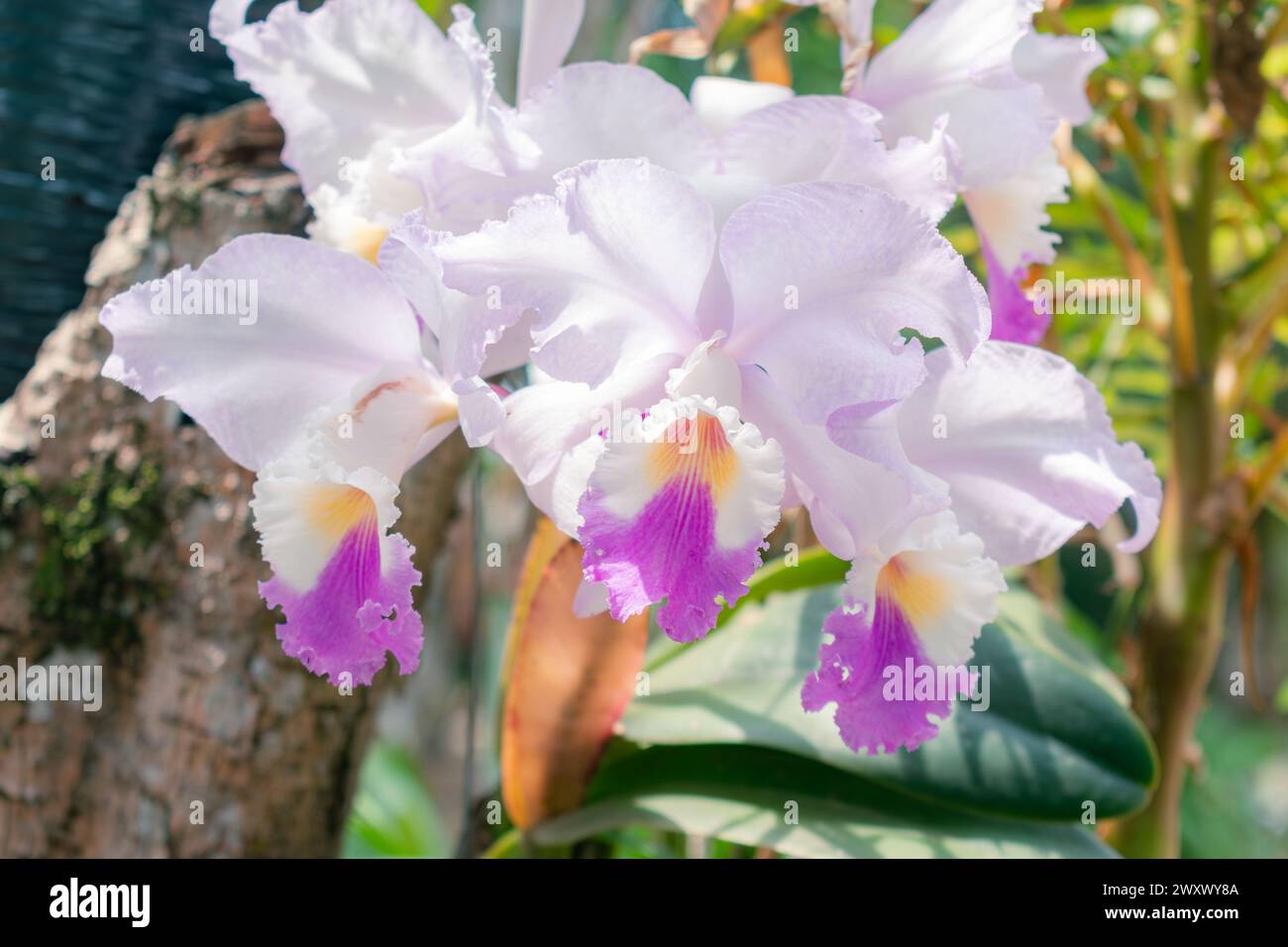 Nahaufnahme von ORCHIDEEN (Cattleya labiata), die in einem natürlichen Garten angebaut werden Stockfoto