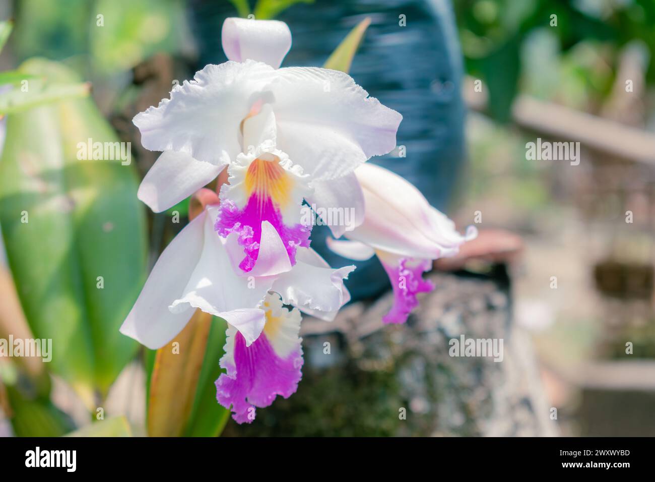 Nahaufnahme von ORCHIDEEN (Cattleya labiata), die in einem natürlichen Garten angebaut werden Stockfoto