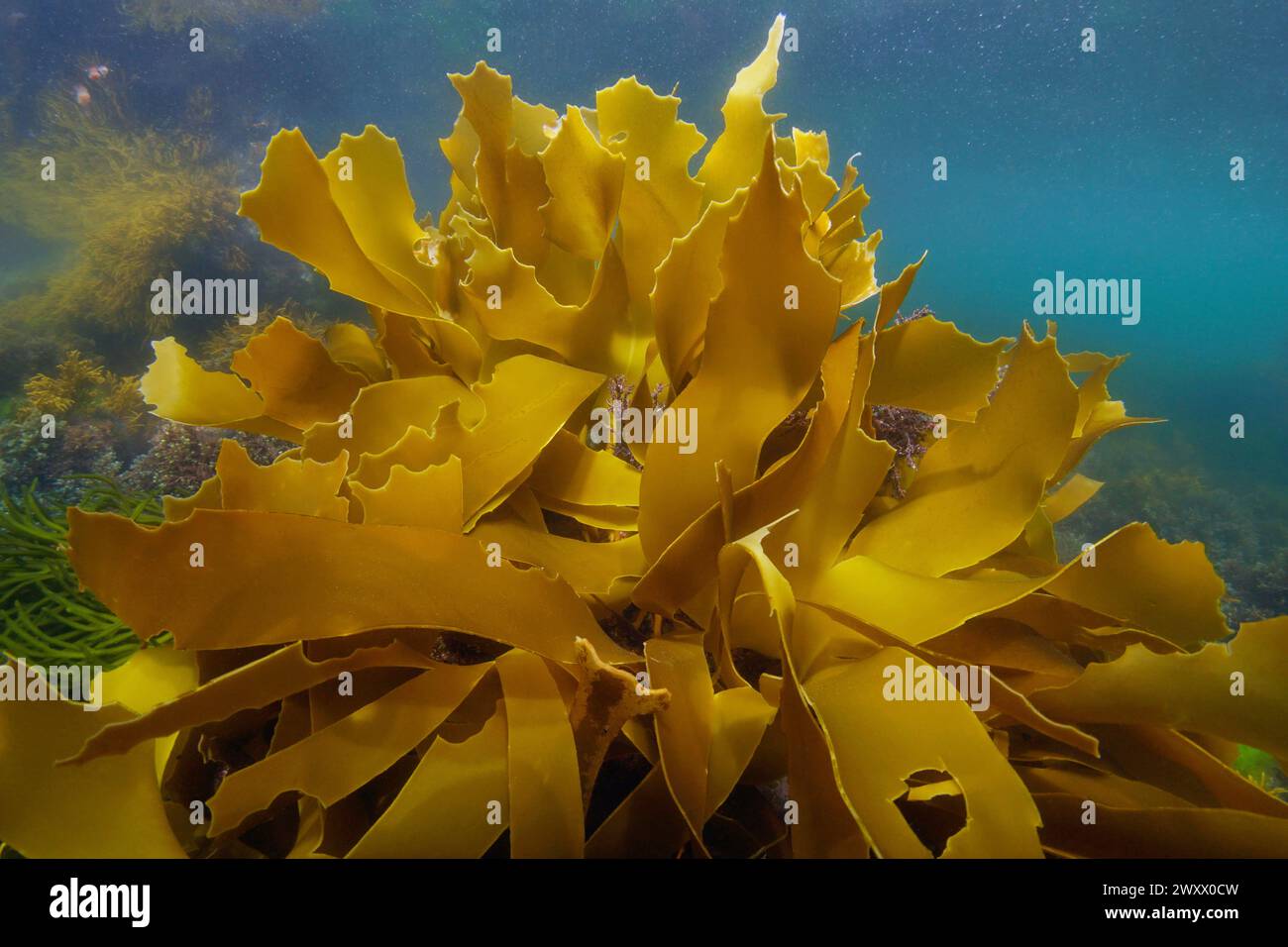 Blätter von goldenem Seetang, Laminaria ochroleuca, Unterwasser im Atlantik, natürliche Szene, Spanien, Galicien, Rias Baixas Stockfoto