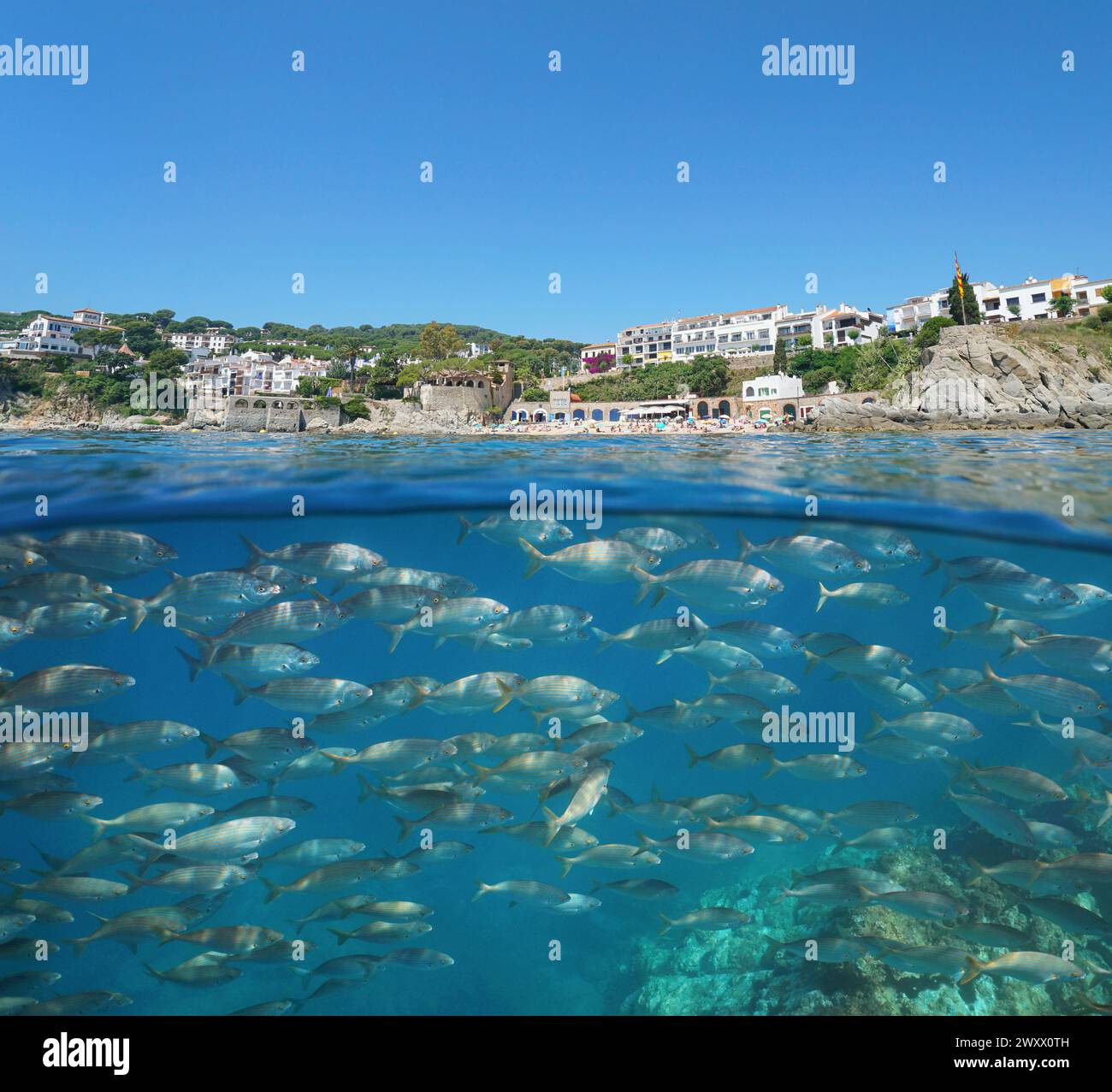 Spanien, Costa Brava, Mittelmeer, Küste in der touristischen Stadt Calella de Palafrugell mit einer Fischschule unter Wasser, natürliche Szene Stockfoto