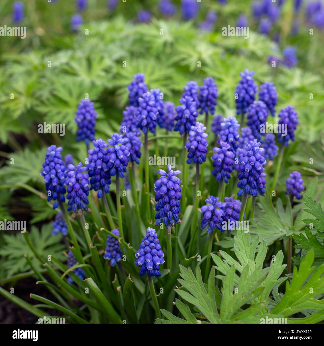 Nahaufnahme von Muscari neglectum (Traubenhyazinthe) Blüten in einem Garten im Frühjahr Stockfoto
